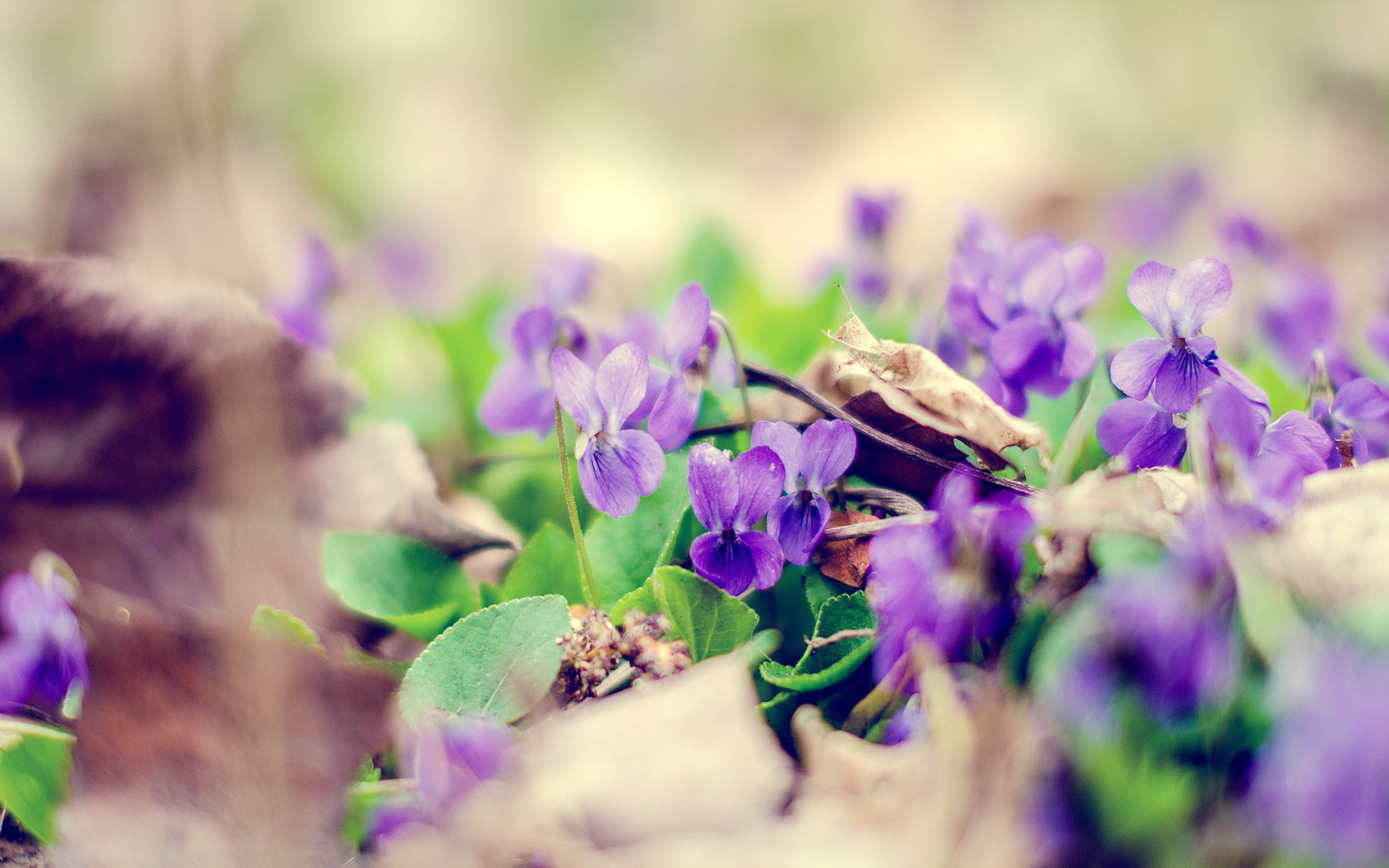 Purple violets blooming among fallen leaves HD Wallpaper