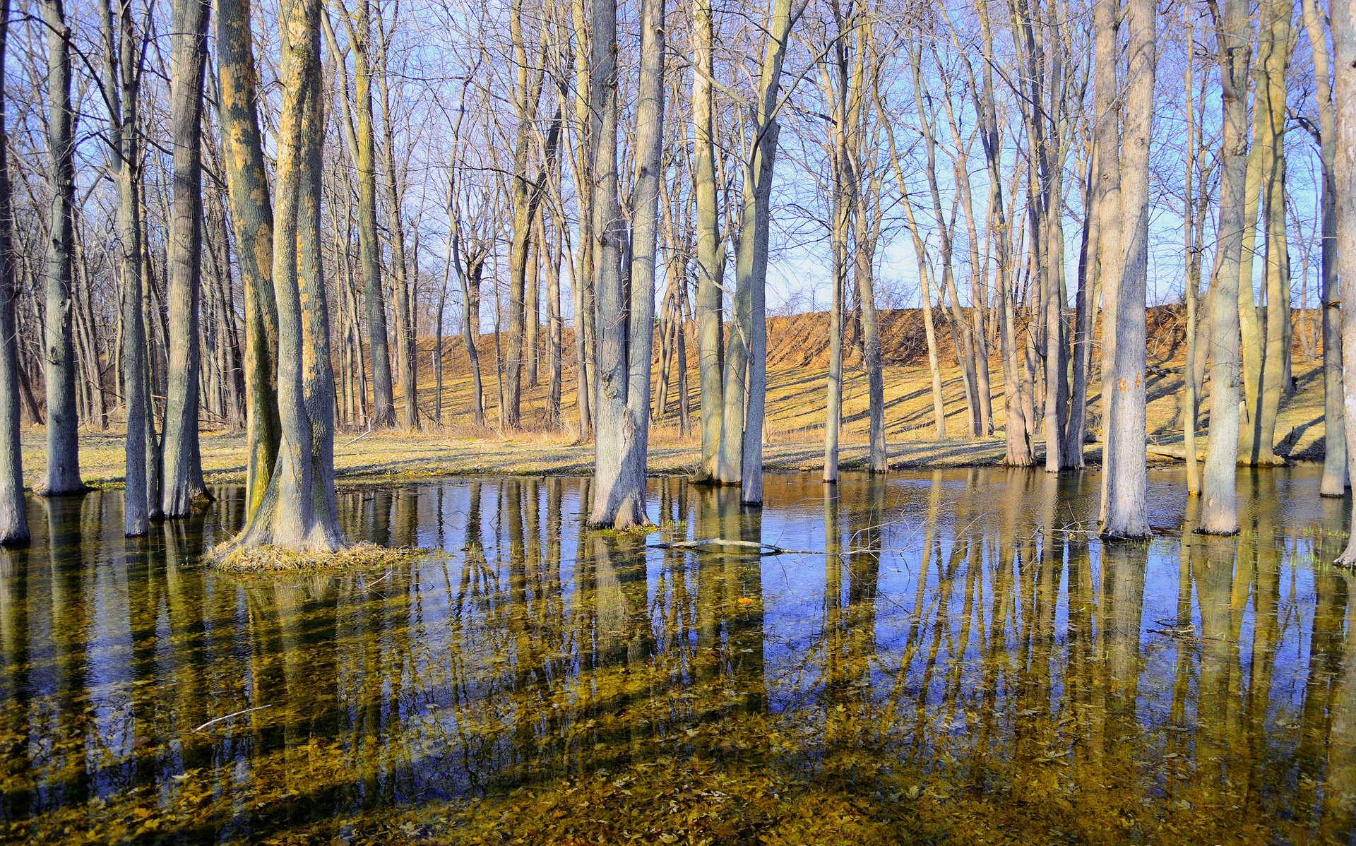 Trees reflected in flooded forest floor HD Wallpaper