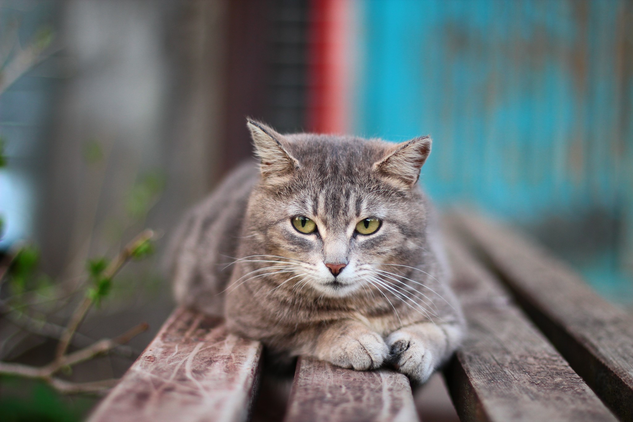 A tabby cat lies on a wooden bench HD Wallpaper