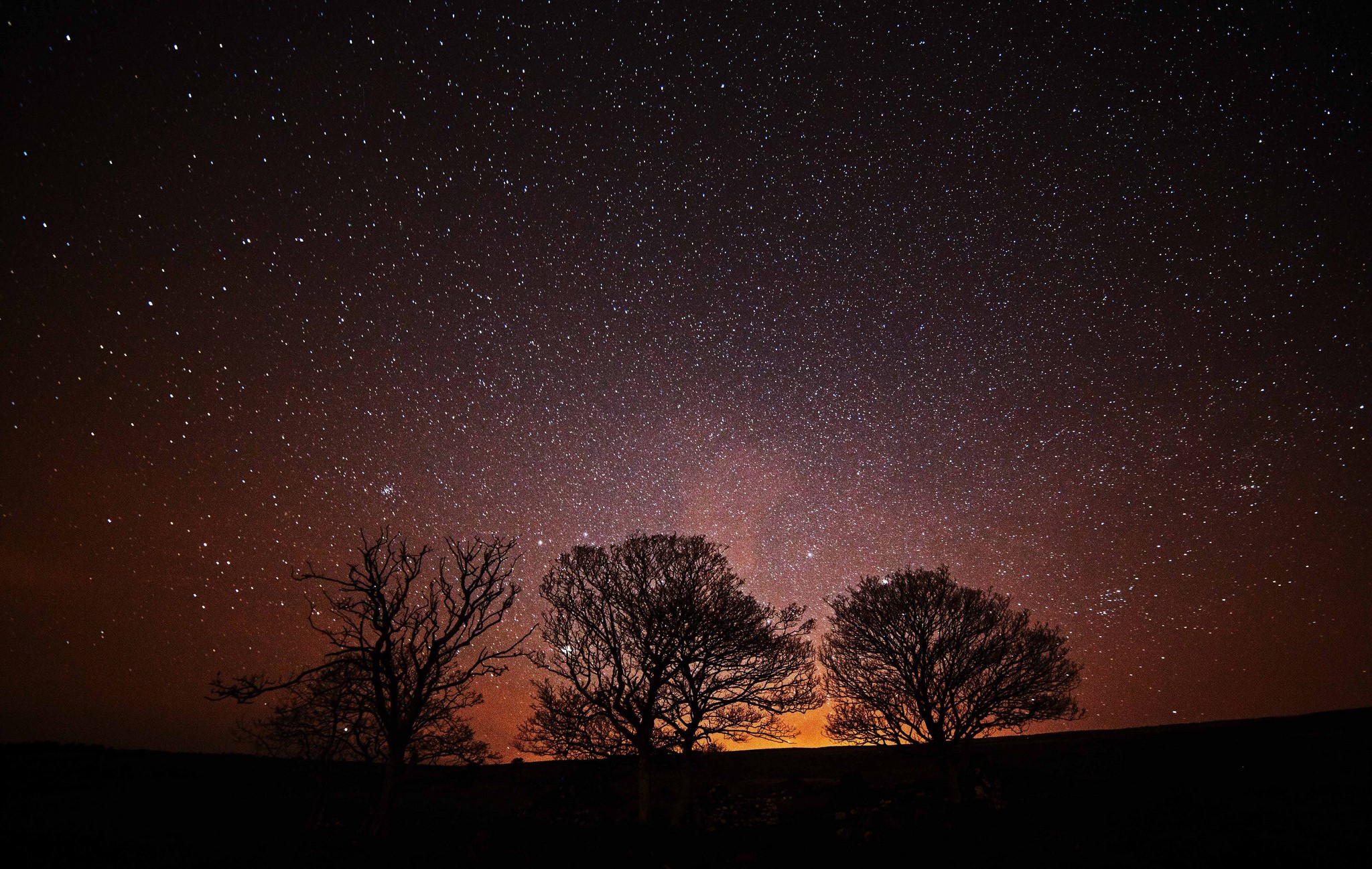 Silhouette of trees against a starry night sky HD Wallpaper