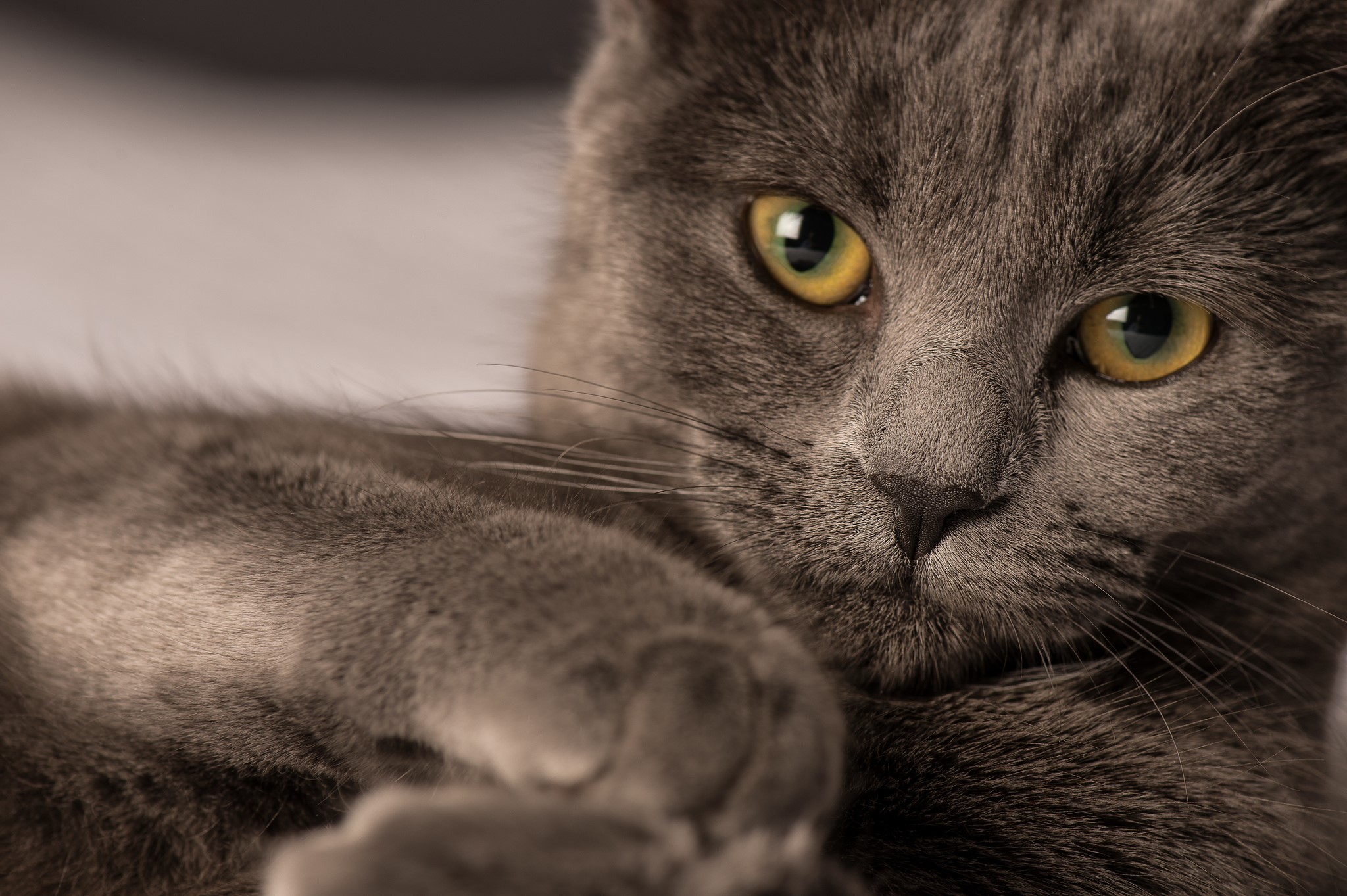Close-up of a grey cat's face with yellow eyes HD Wallpaper