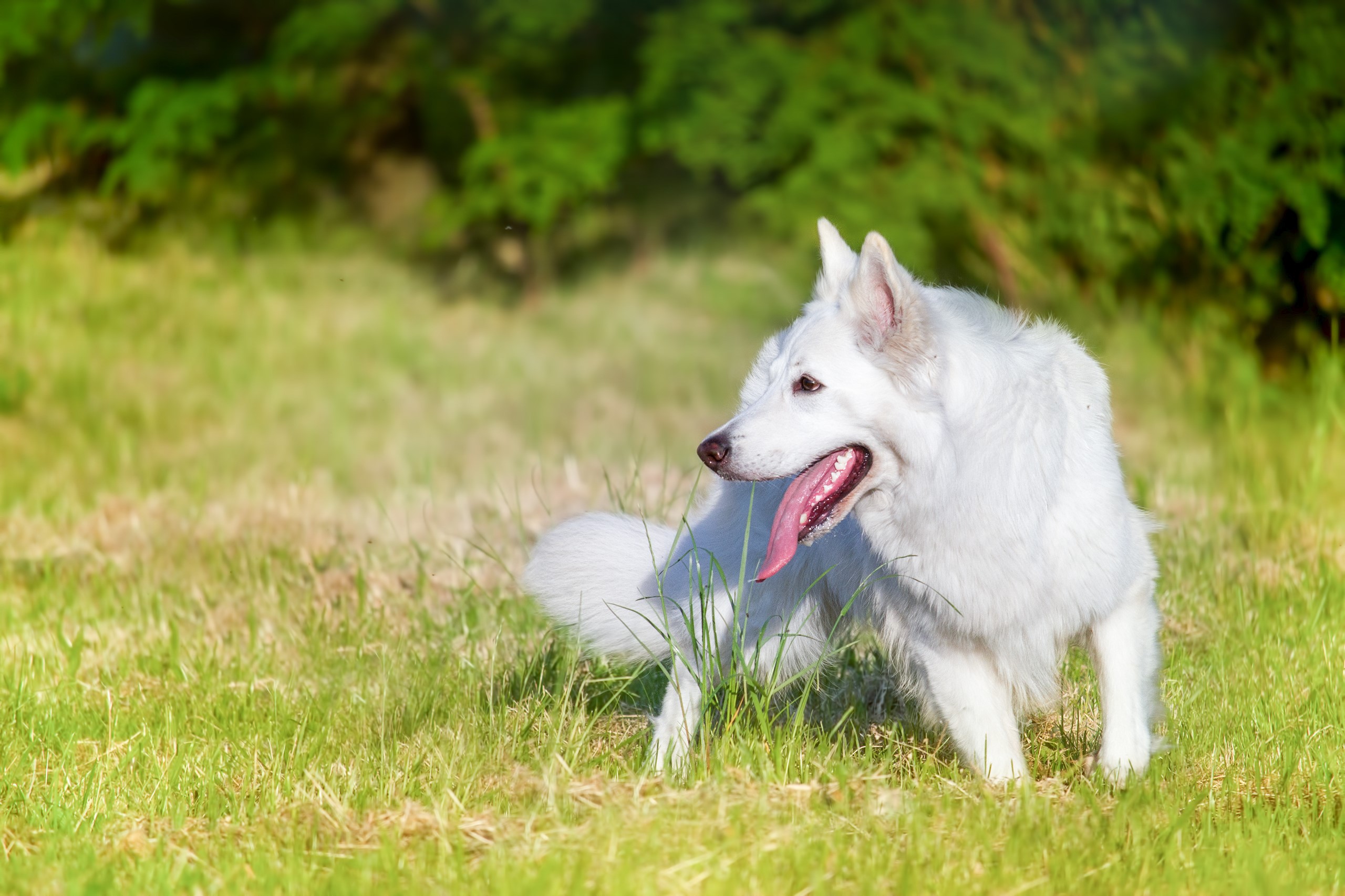 White German Shepherd dog panting in a grassy field HD Wallpaper