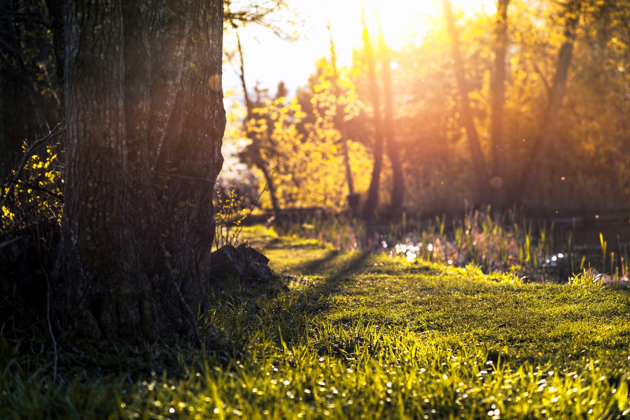 Sunlight filtering through trees onto a grassy path HD Wallpaper