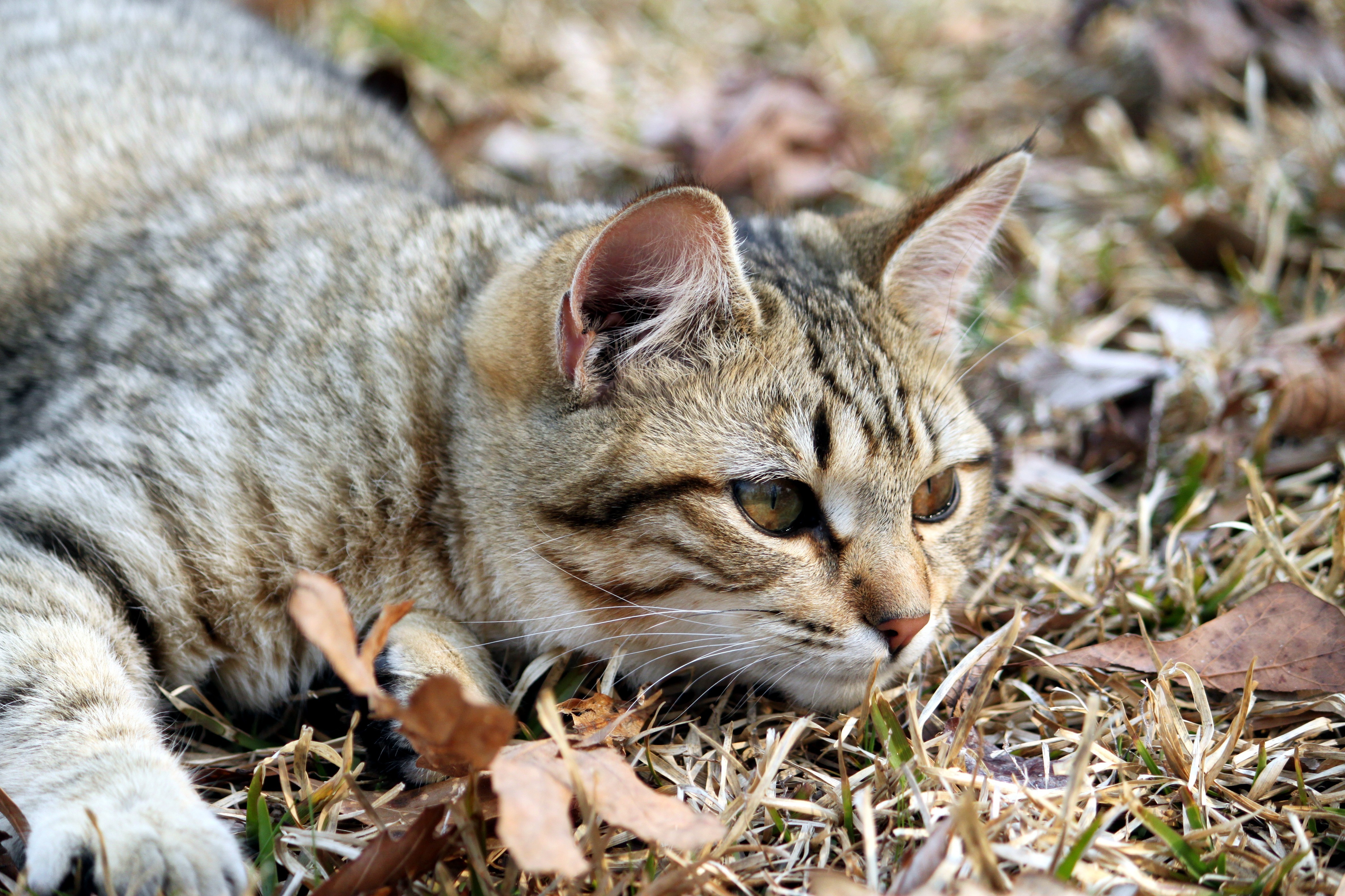 Tabby Cat Lying in Grass HD Wallpaper