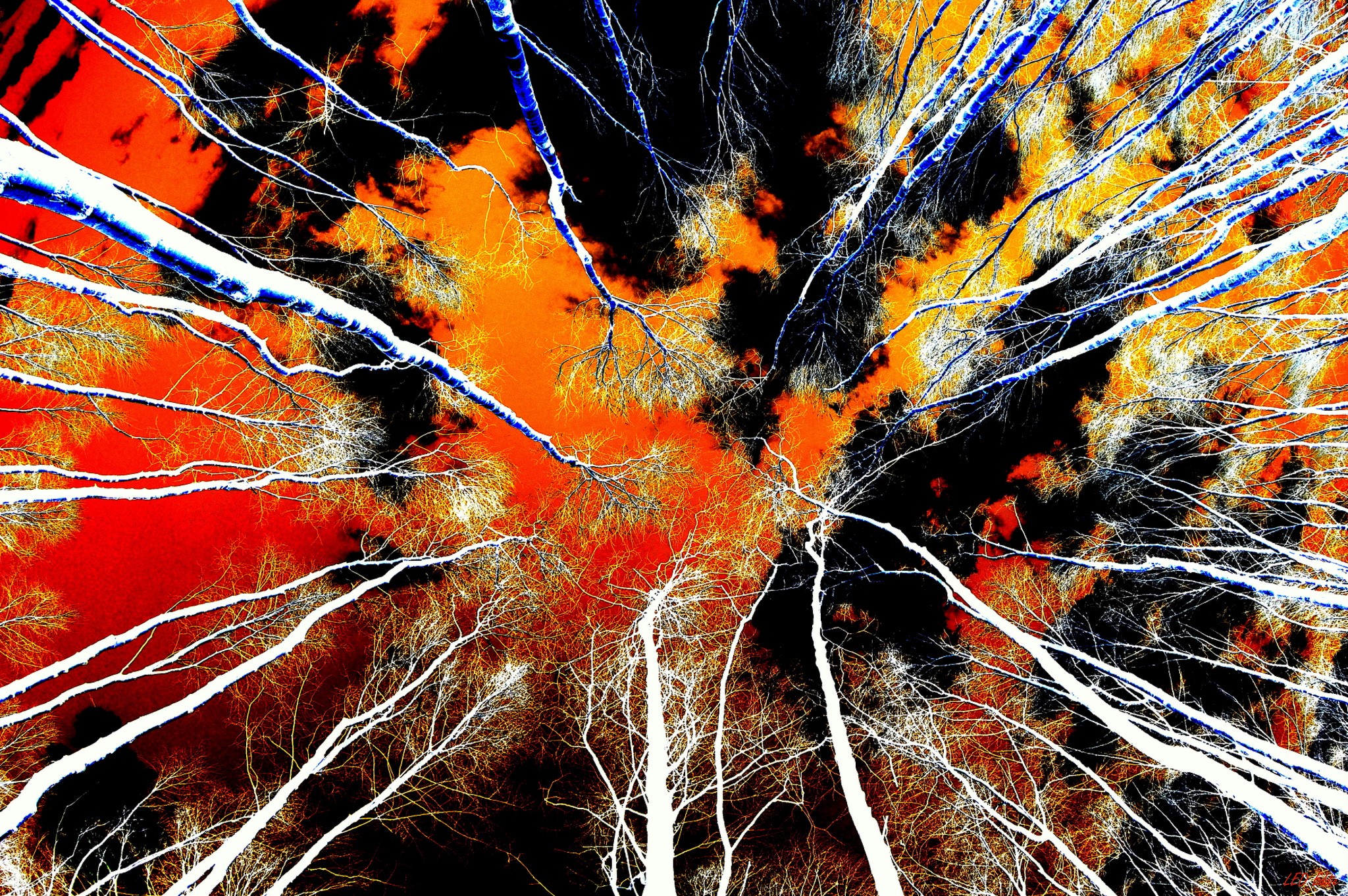 Looking up through trees at a vibrant, abstract sky HD Wallpaper