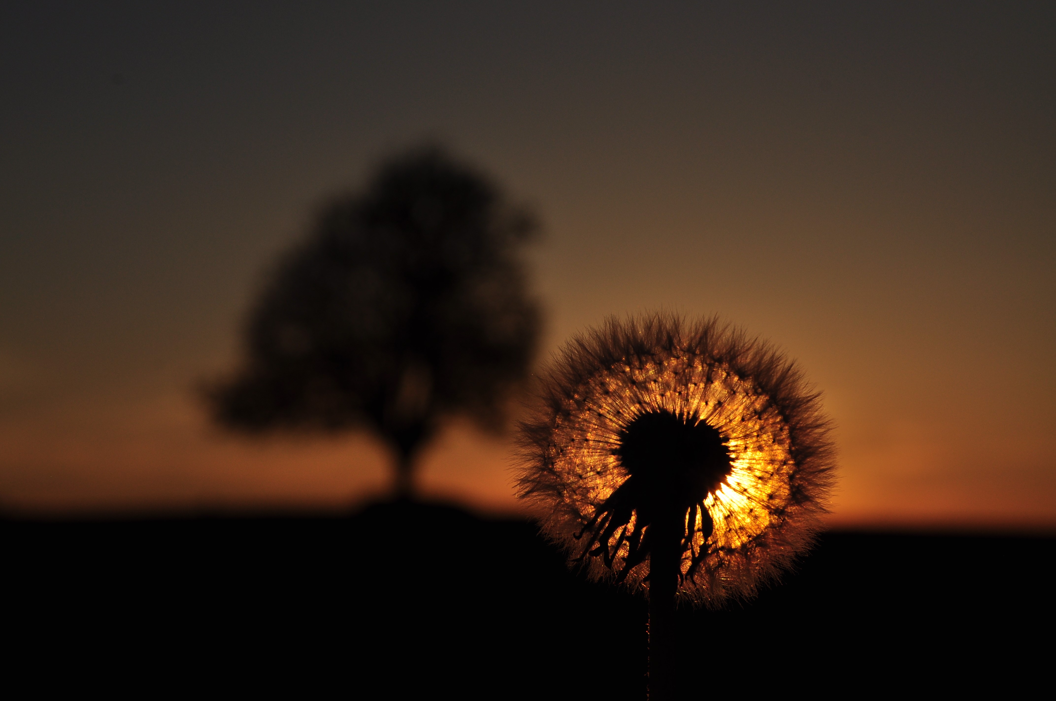 Dandelion silhouetted against sunset with tree HD Wallpaper