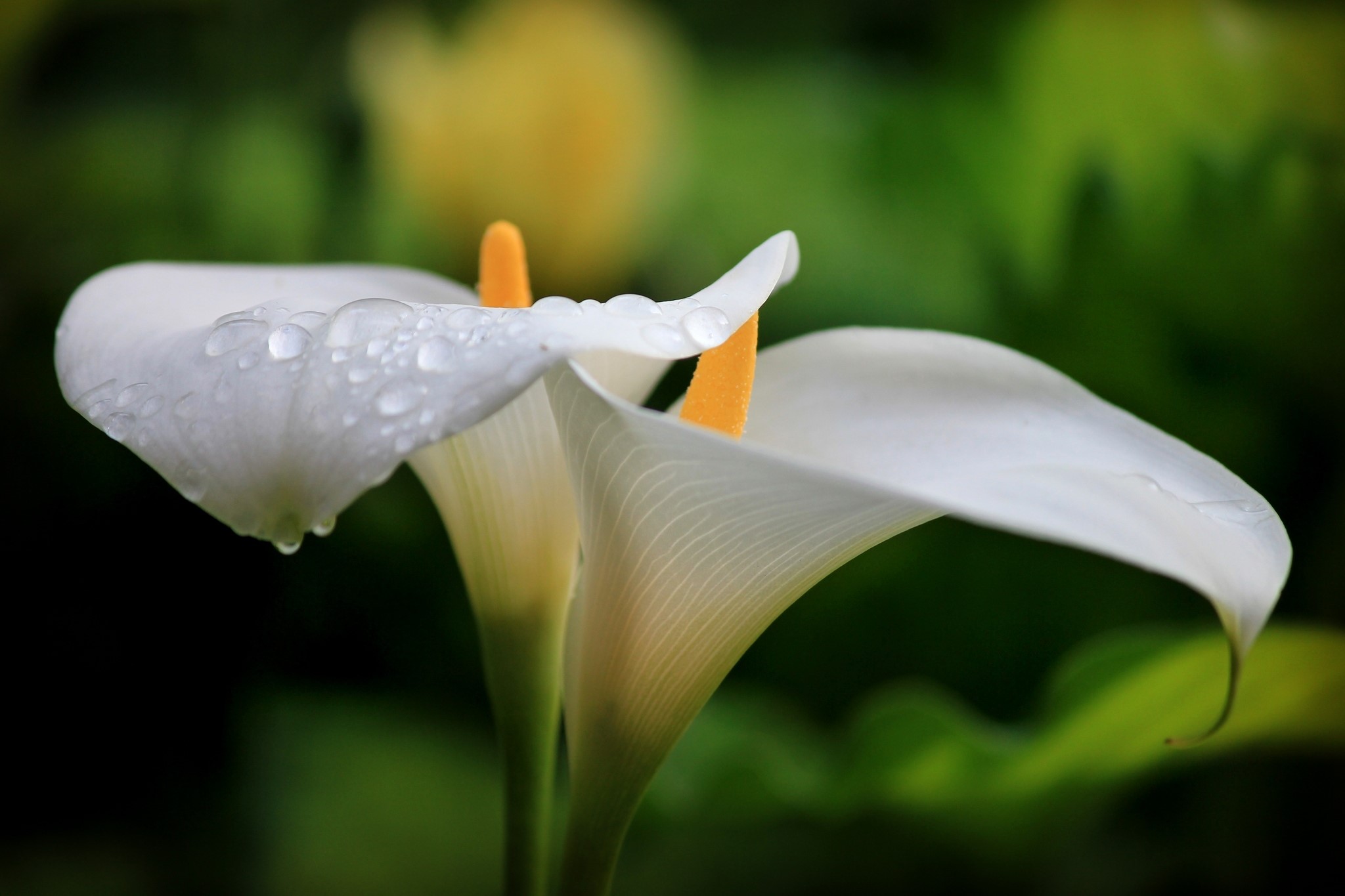 Two white calla lilies with water drops HD Wallpaper