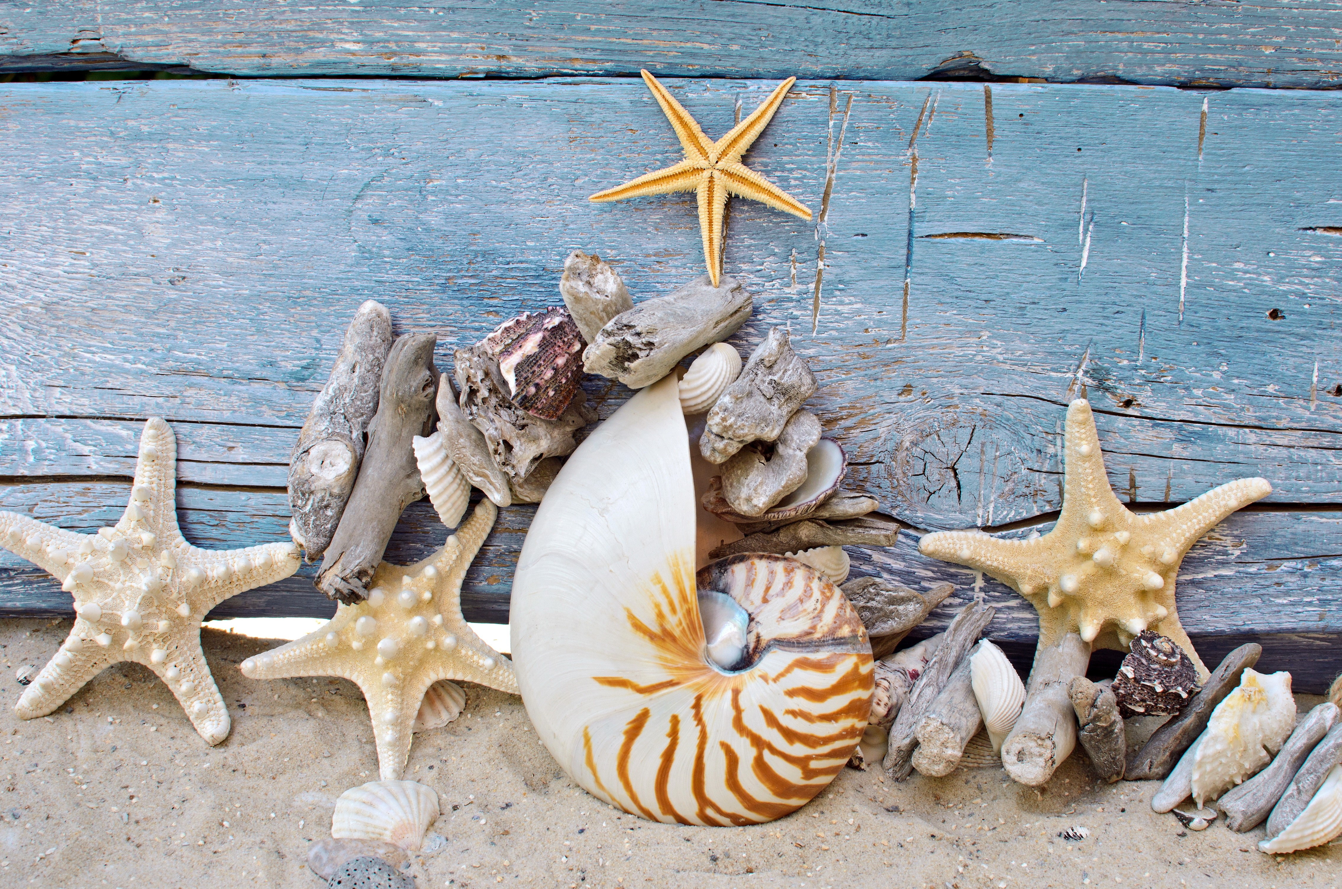 4K Starfish and Shells on Sand HD Wallpaper