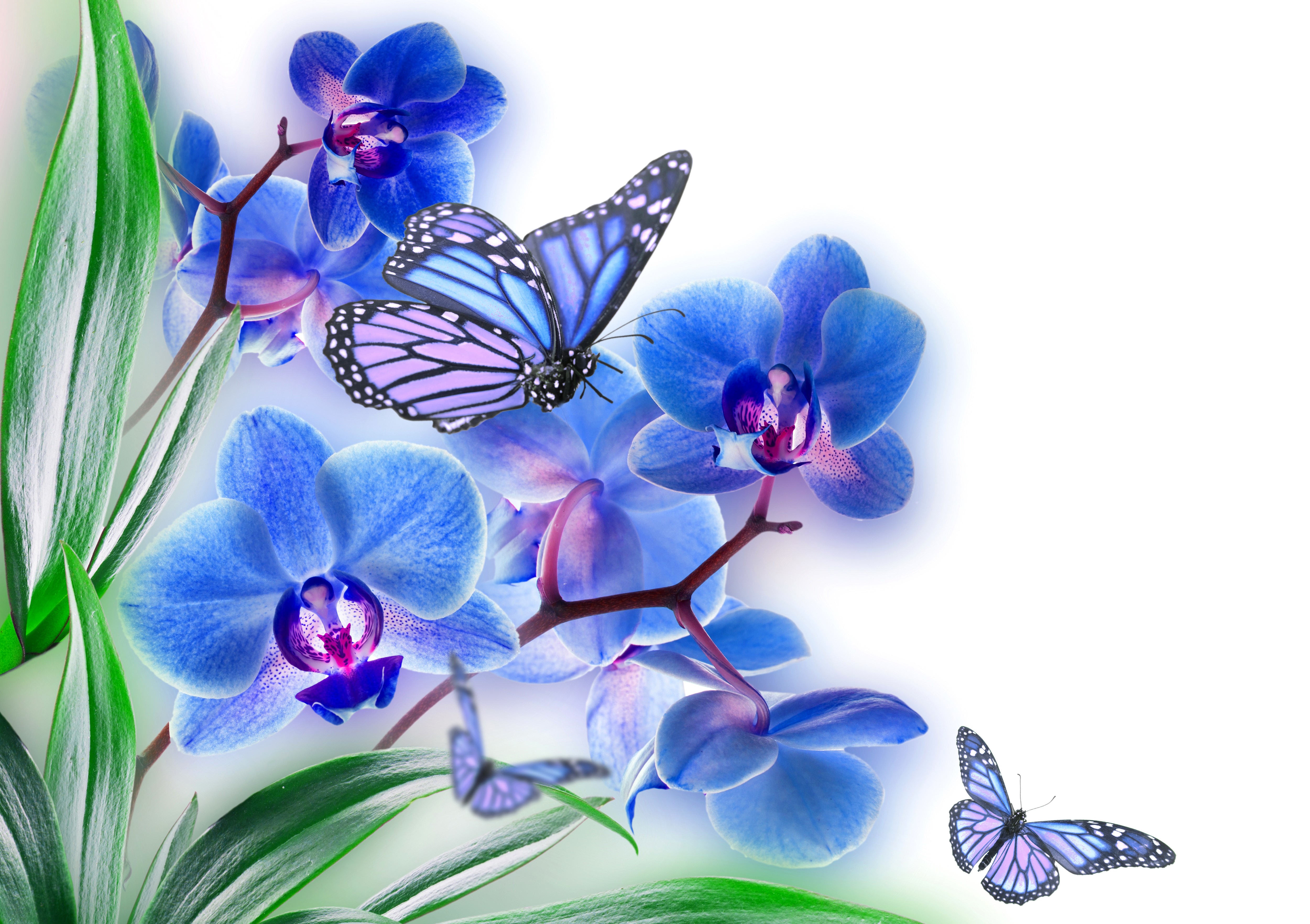 Blue Orchids and Butterflies HD Wallpaper