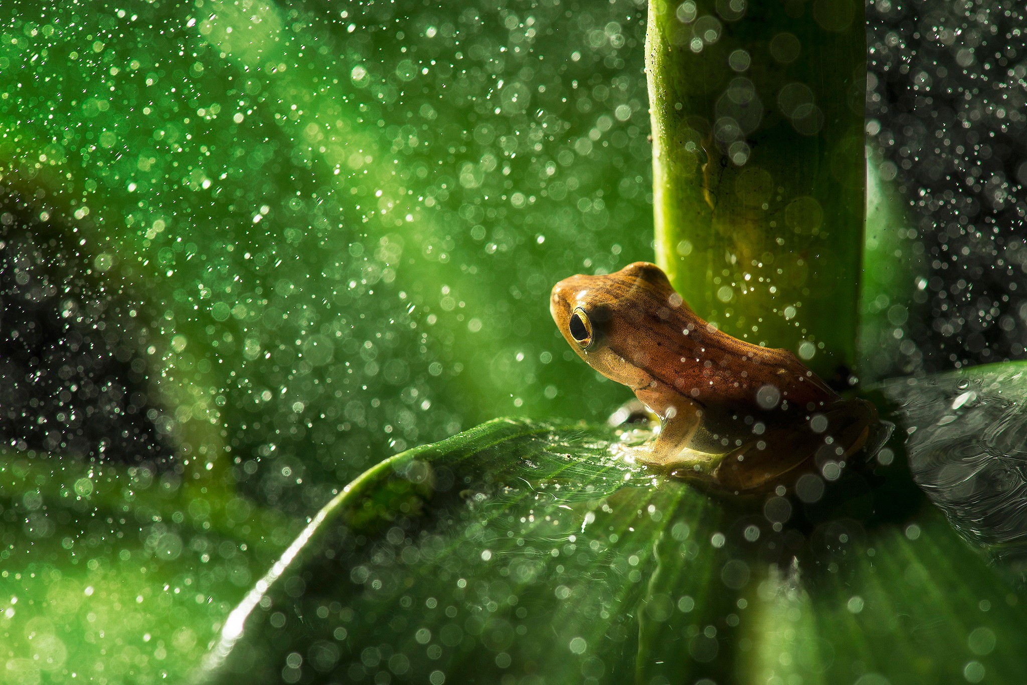 A small frog sits on a leaf in the rain HD Wallpaper