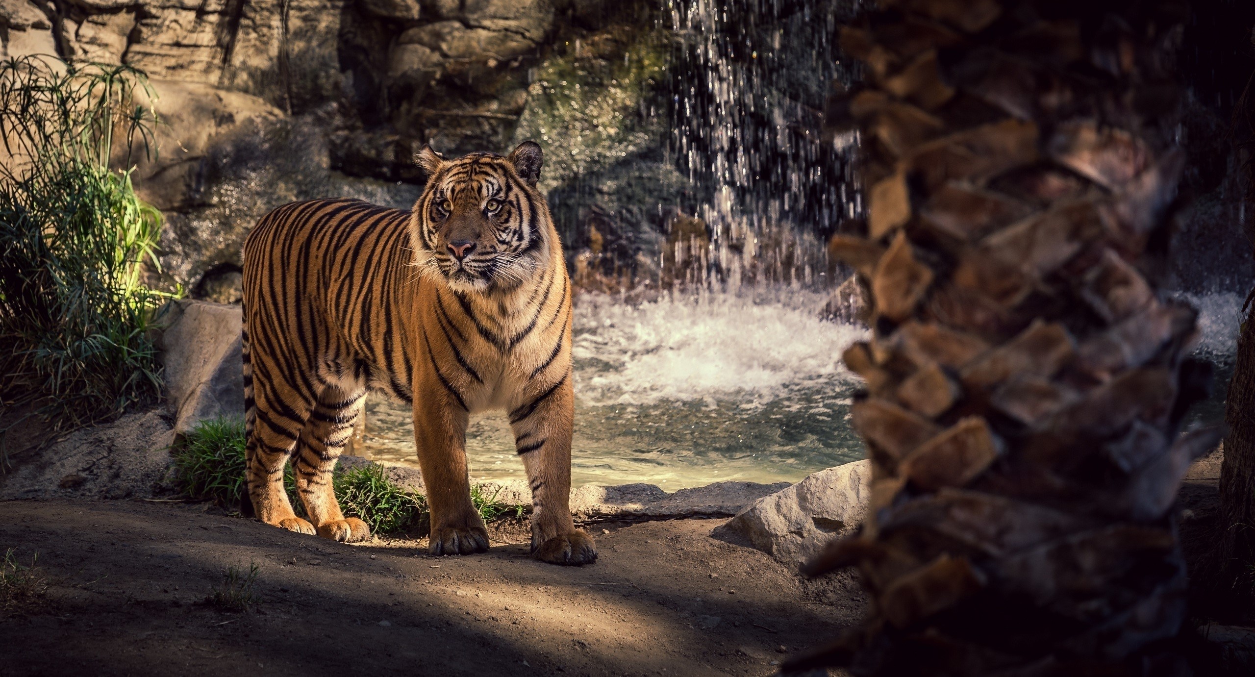 Tiger standing by a waterfall HD Wallpaper