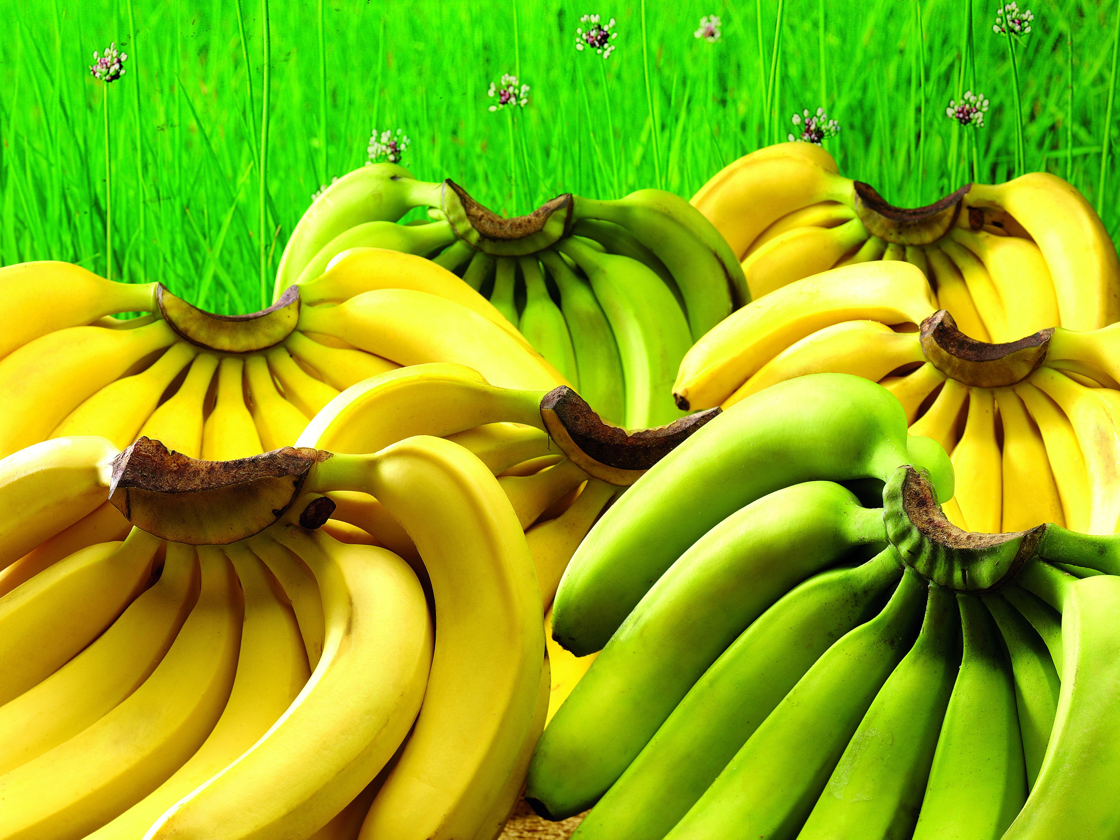 Bunches of Yellow and Green Bananas on Grass HD Wallpaper