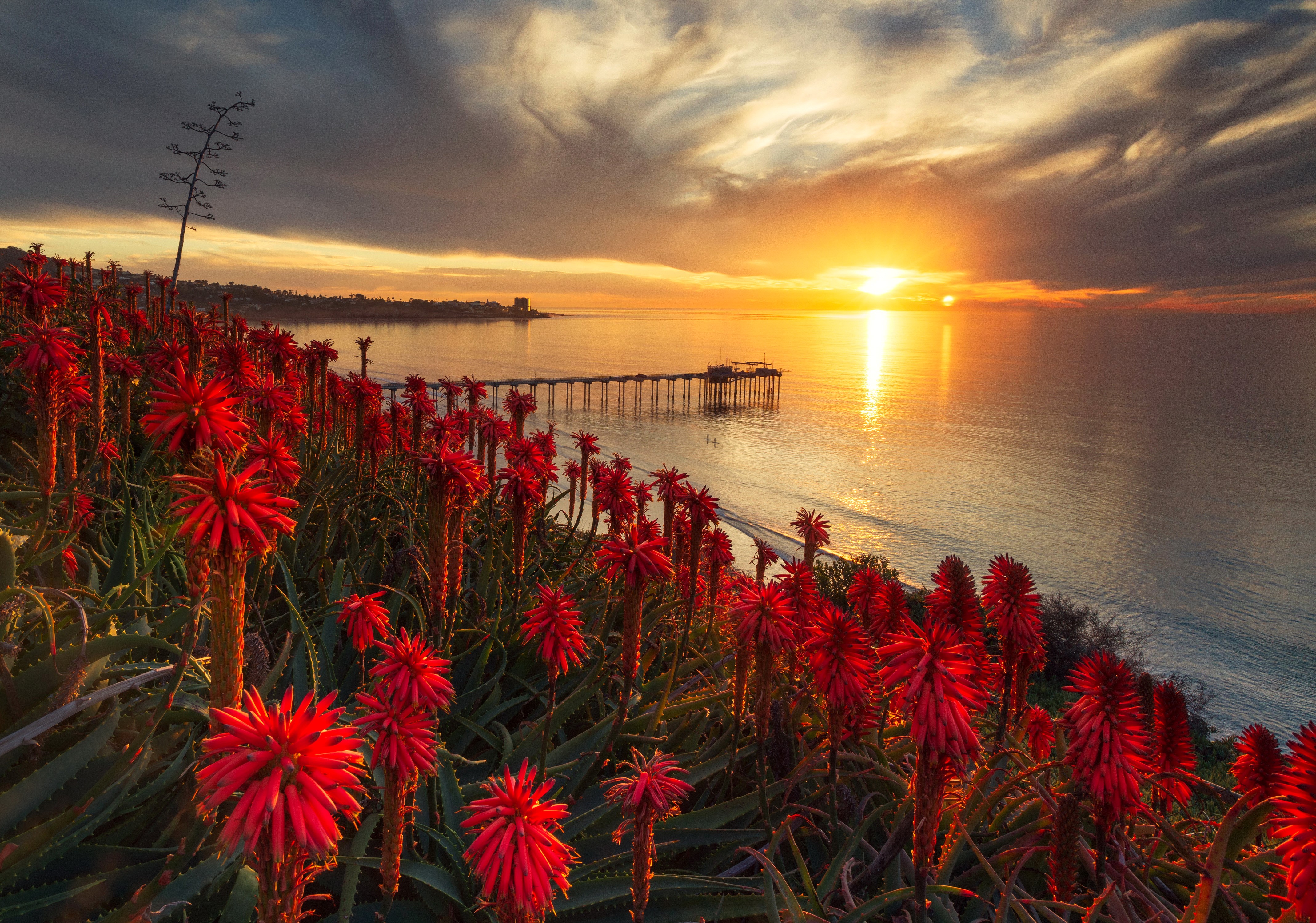 Sunset over the ocean with aloe flowers in San Diego HD Wallpaper
