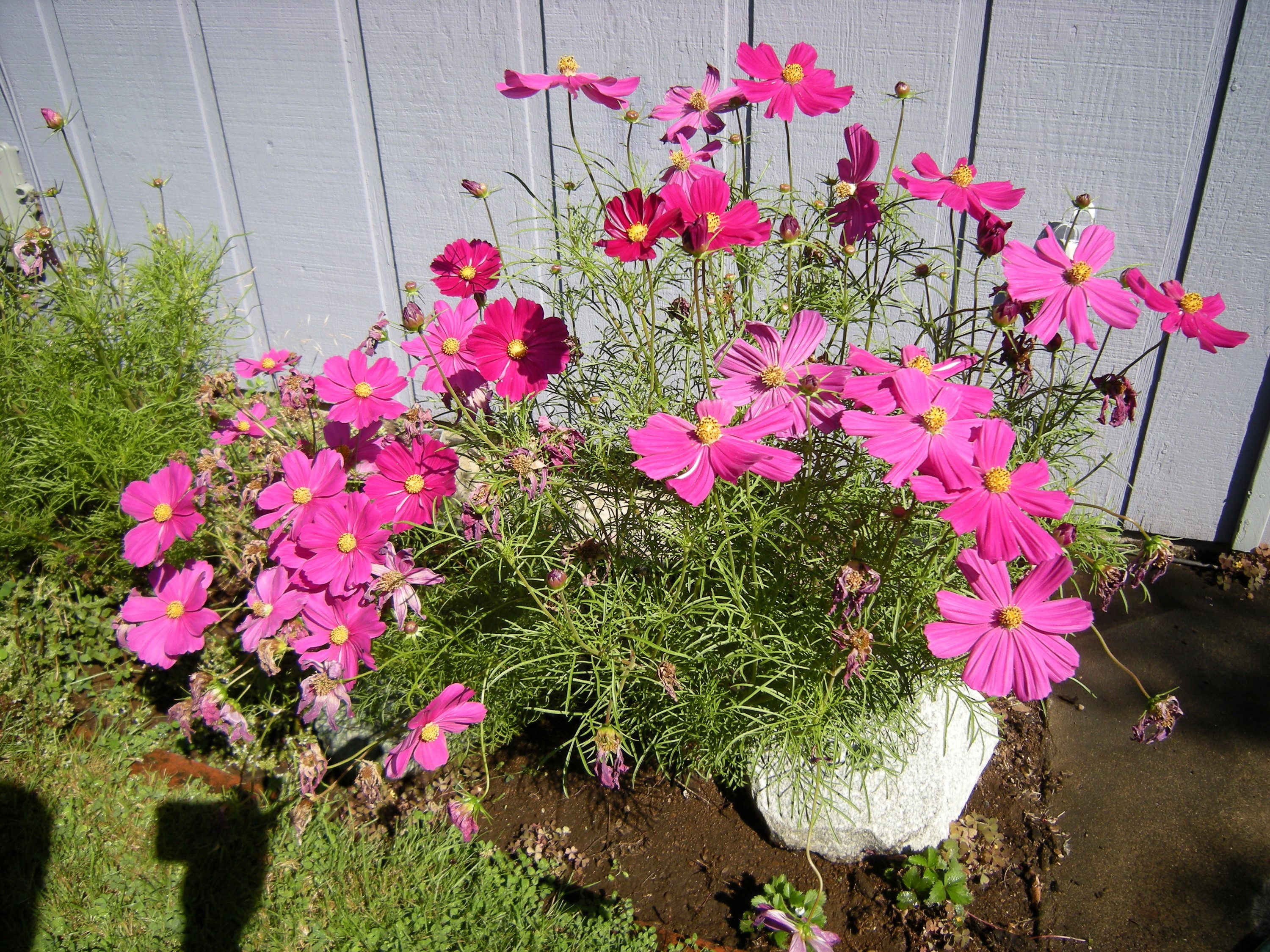 Pink Cosmos flowers in front of a wooden fence HD Wallpaper