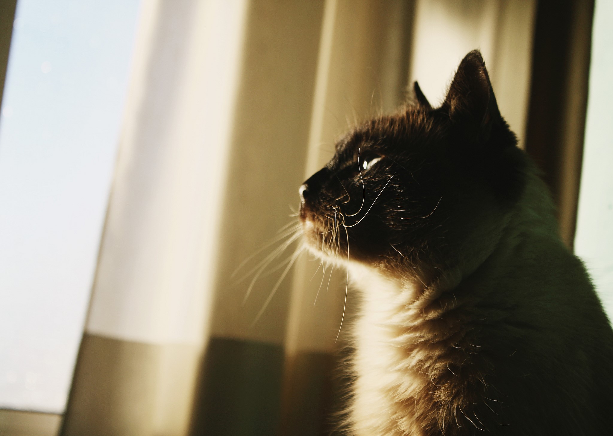 Siamese cat looking out a window HD Wallpaper