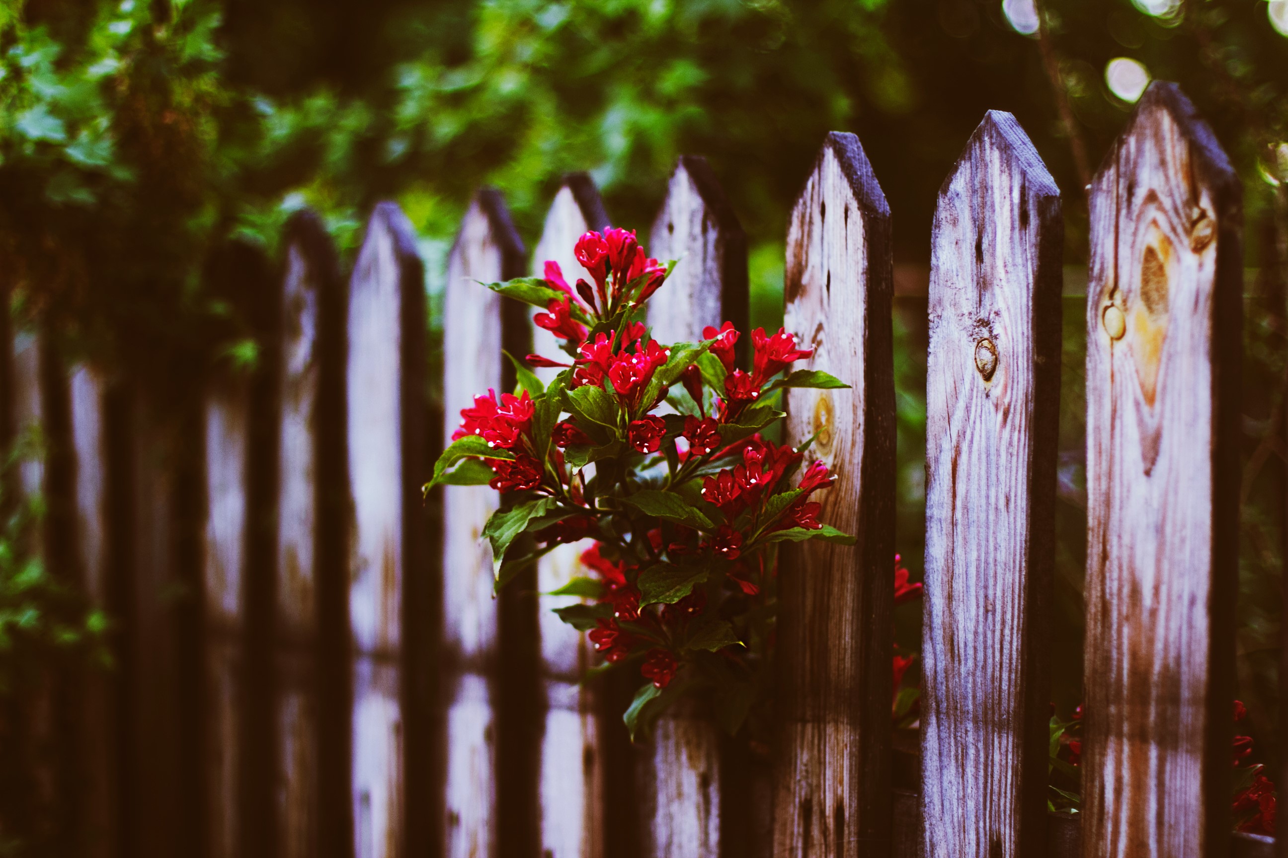 Red flowers growing through a wooden fence HD Wallpaper