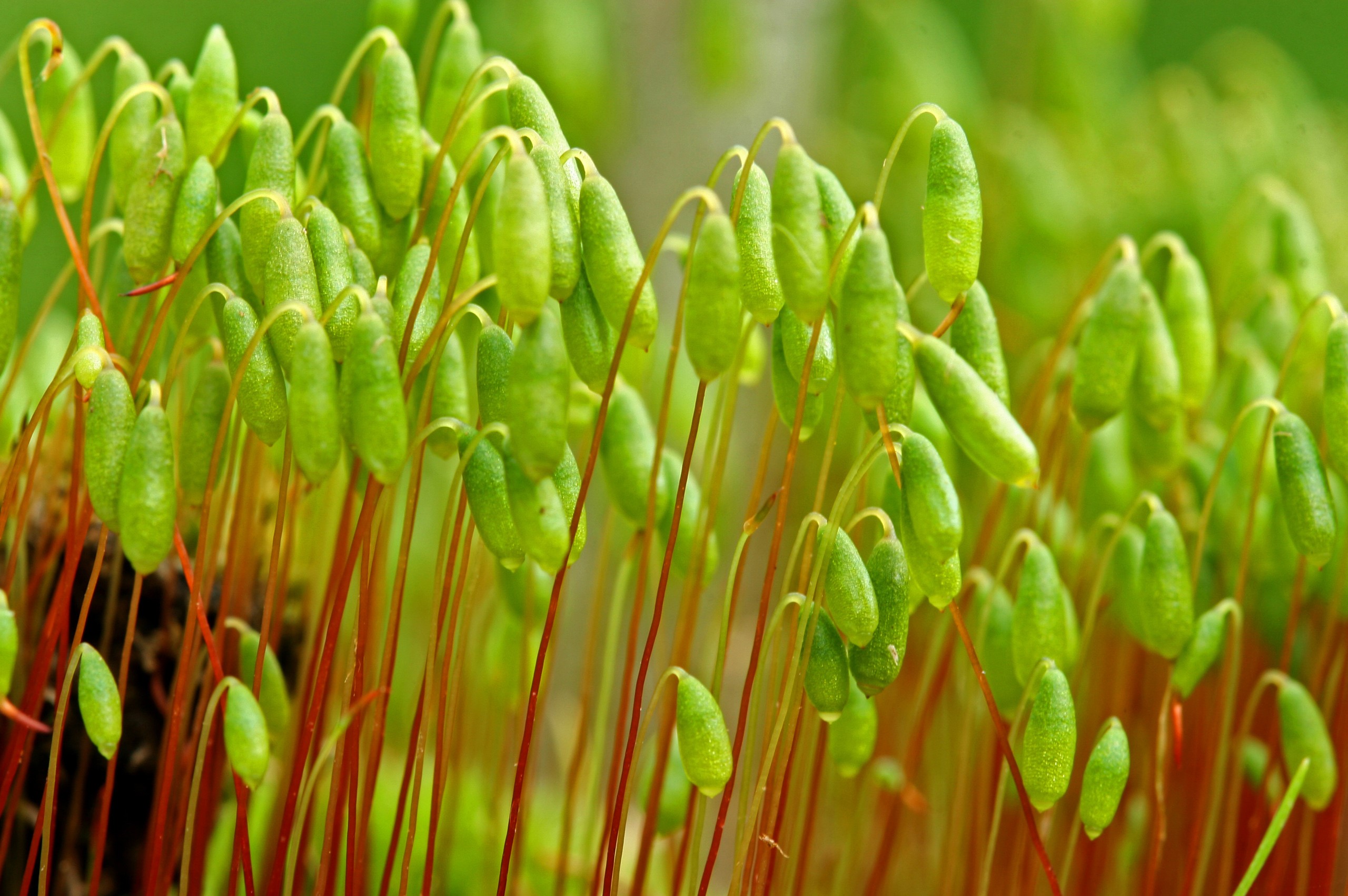 Moss sporophytes with red stalks HD Wallpaper