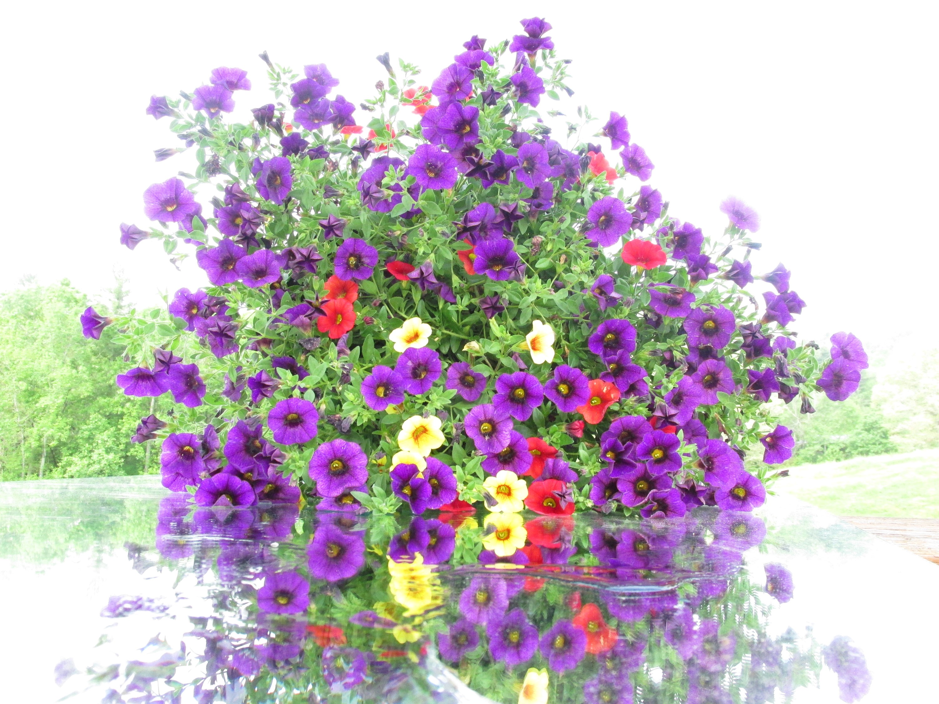 Purple, Red, and Yellow Petunias Reflected in Water HD Wallpaper