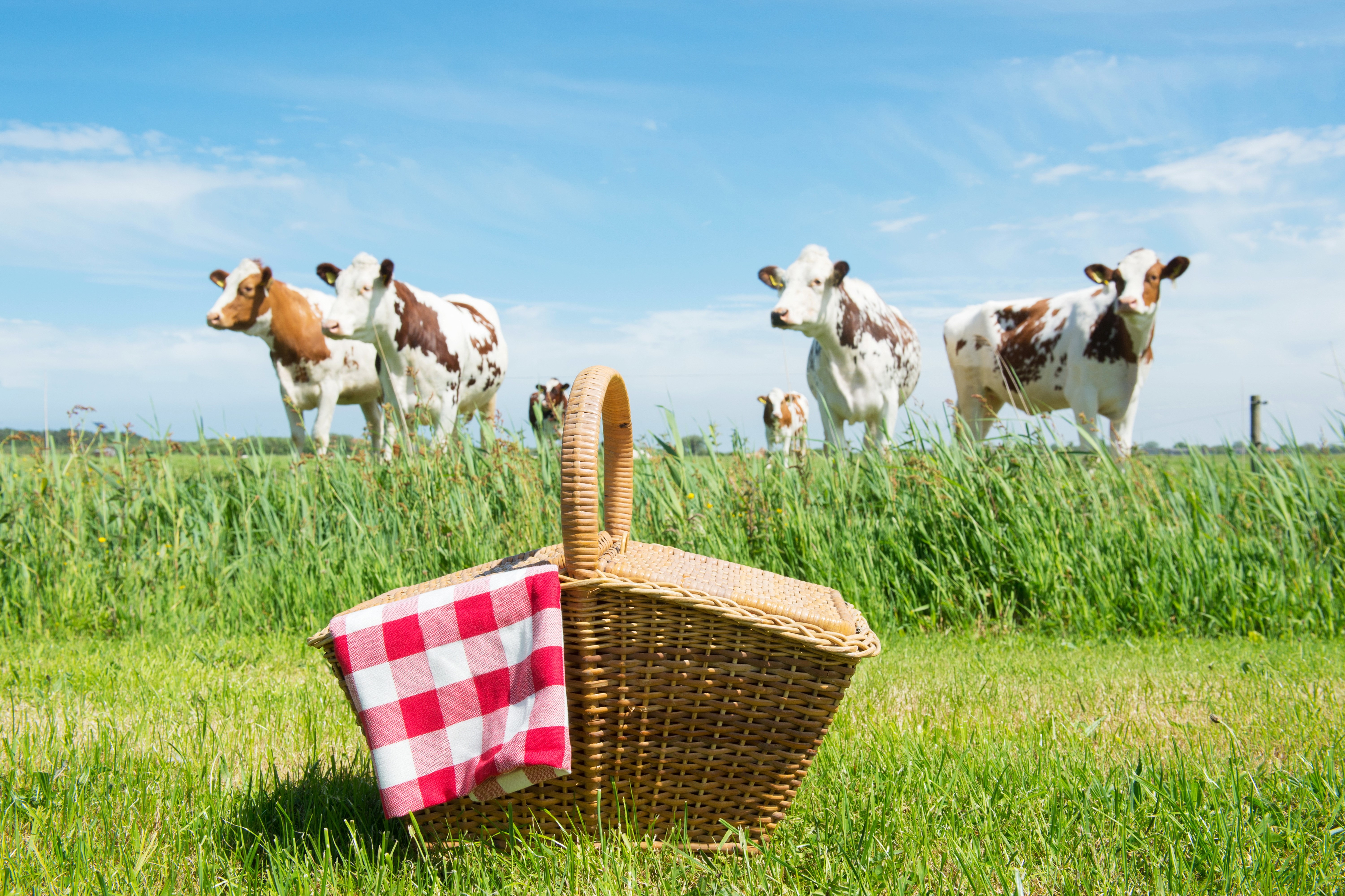 Picnic basket with cows in a field HD Wallpaper