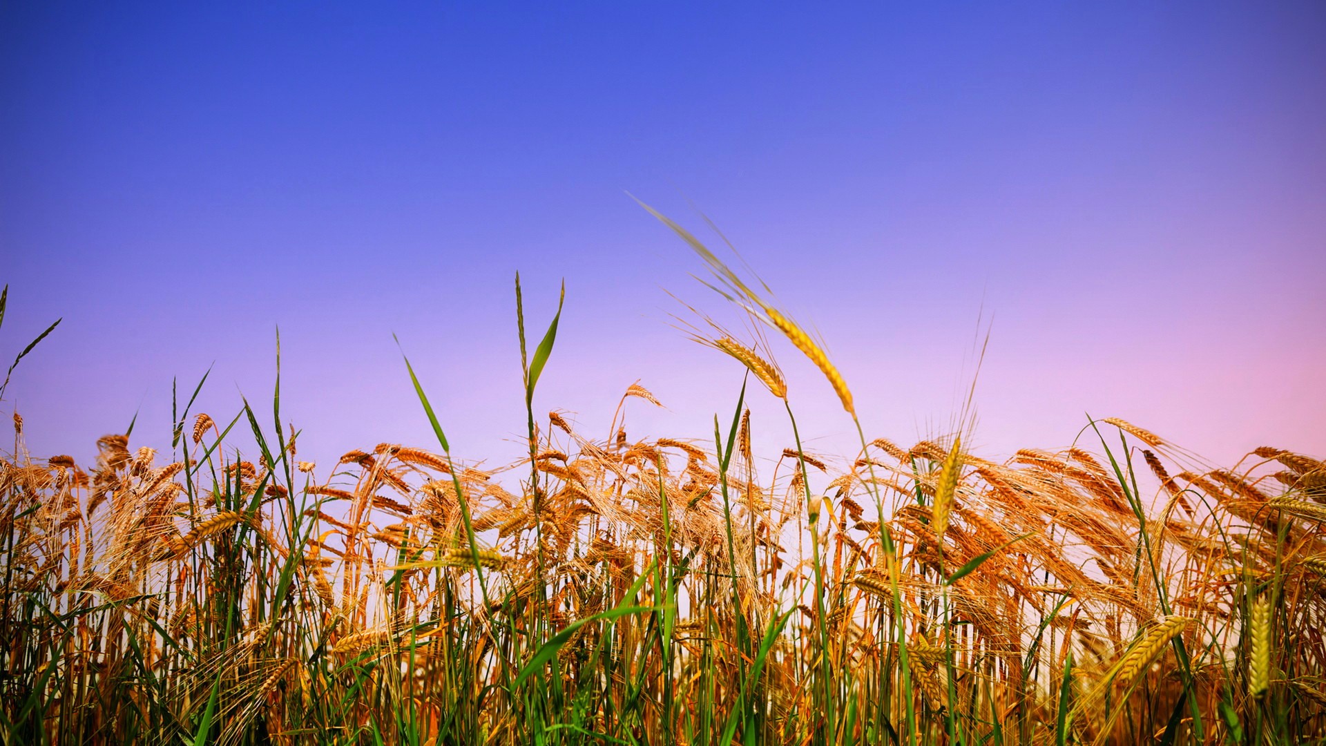 Wheat field under a gradient sky HD Wallpaper