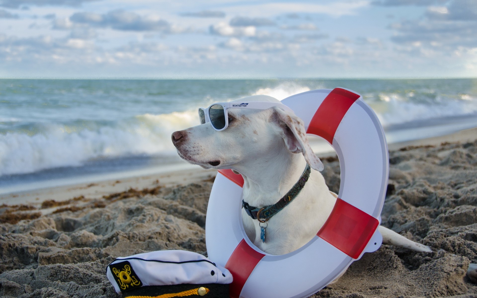 Dog wearing sunglasses on a beach with a life preserver HD Wallpaper