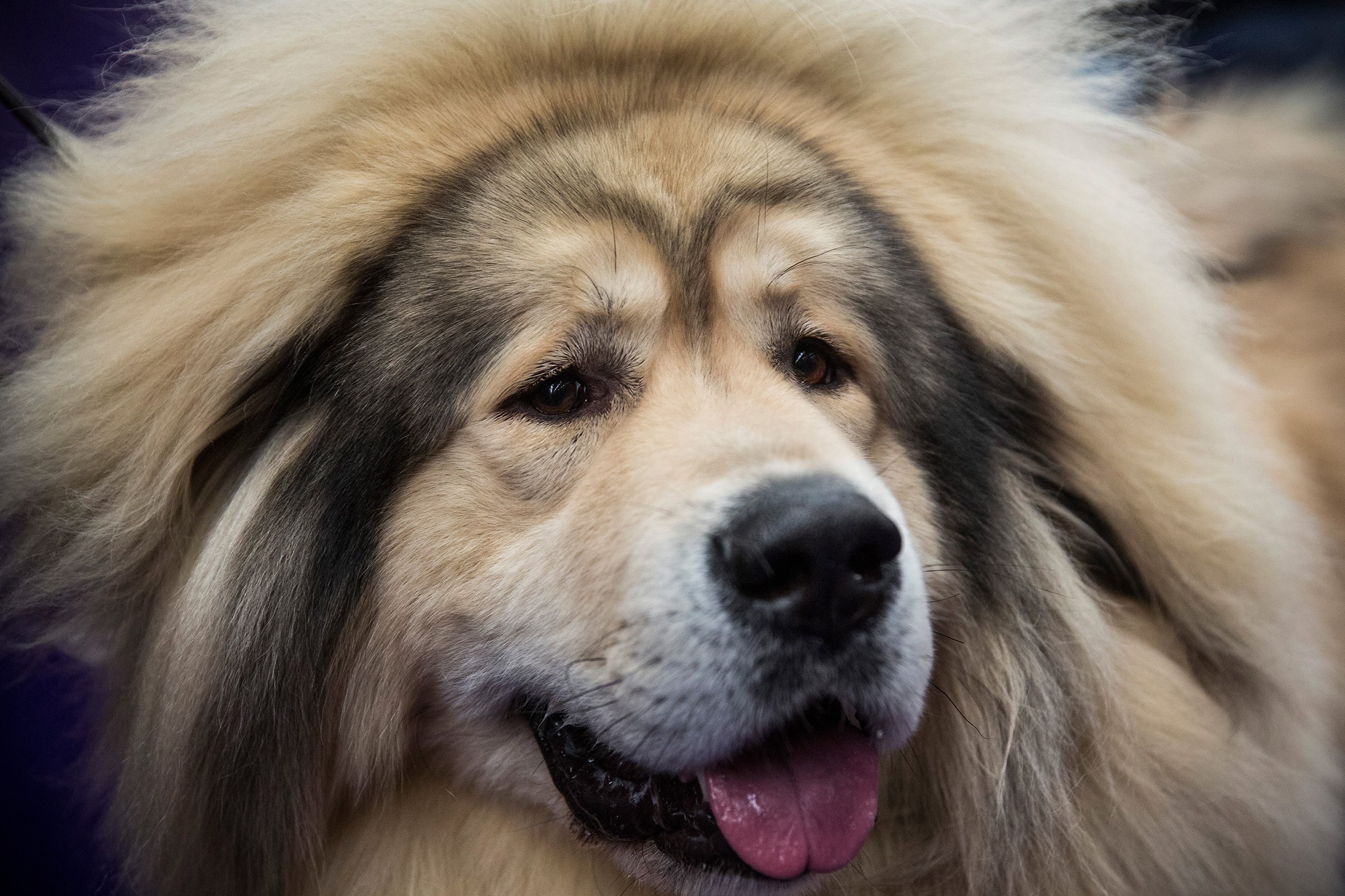 Close-up of a Tibetan Mastiff dog HD Wallpaper