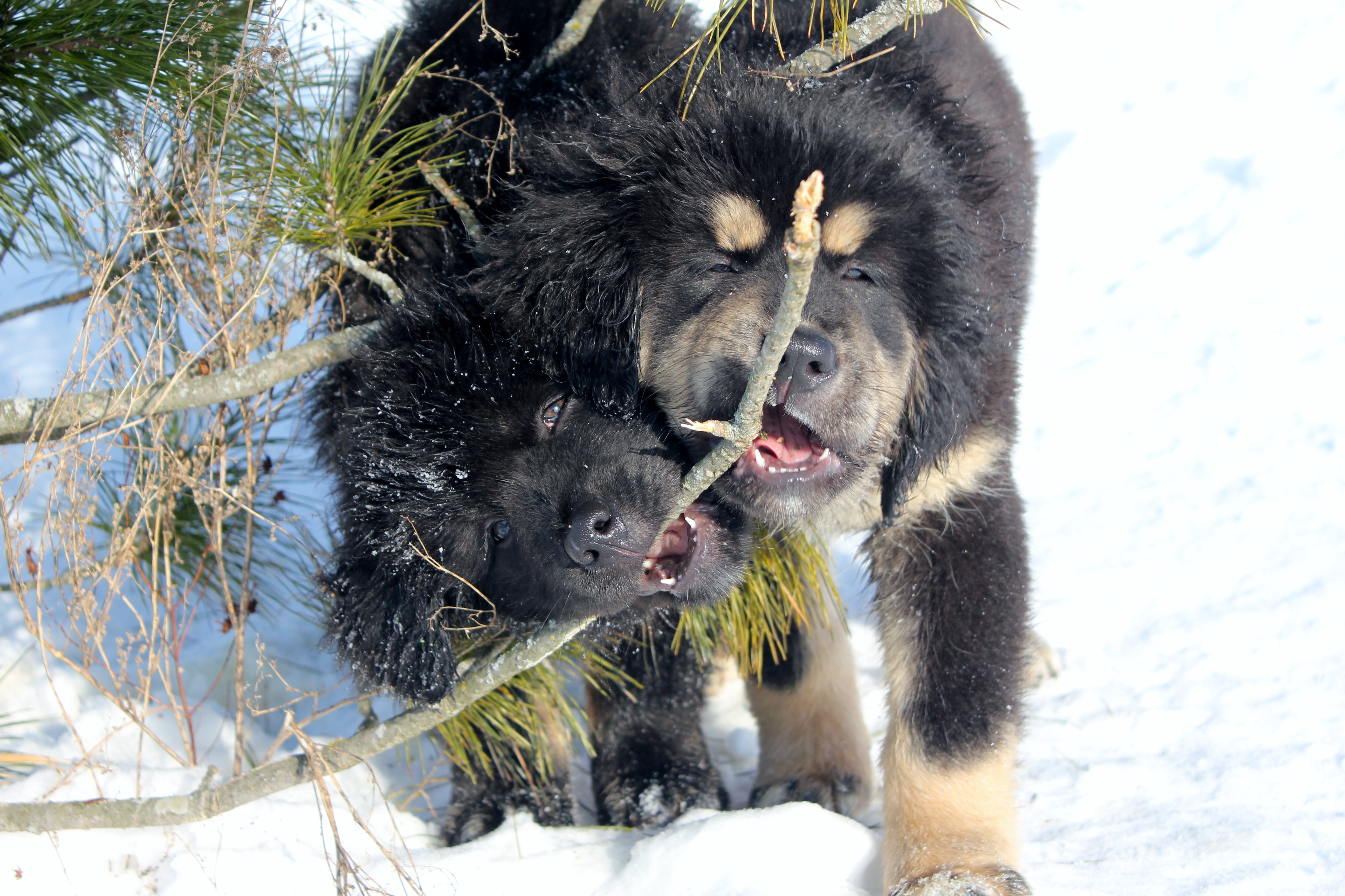 Two Tibetan Mastiff puppies playing with a stick in the snow HD Wallpaper