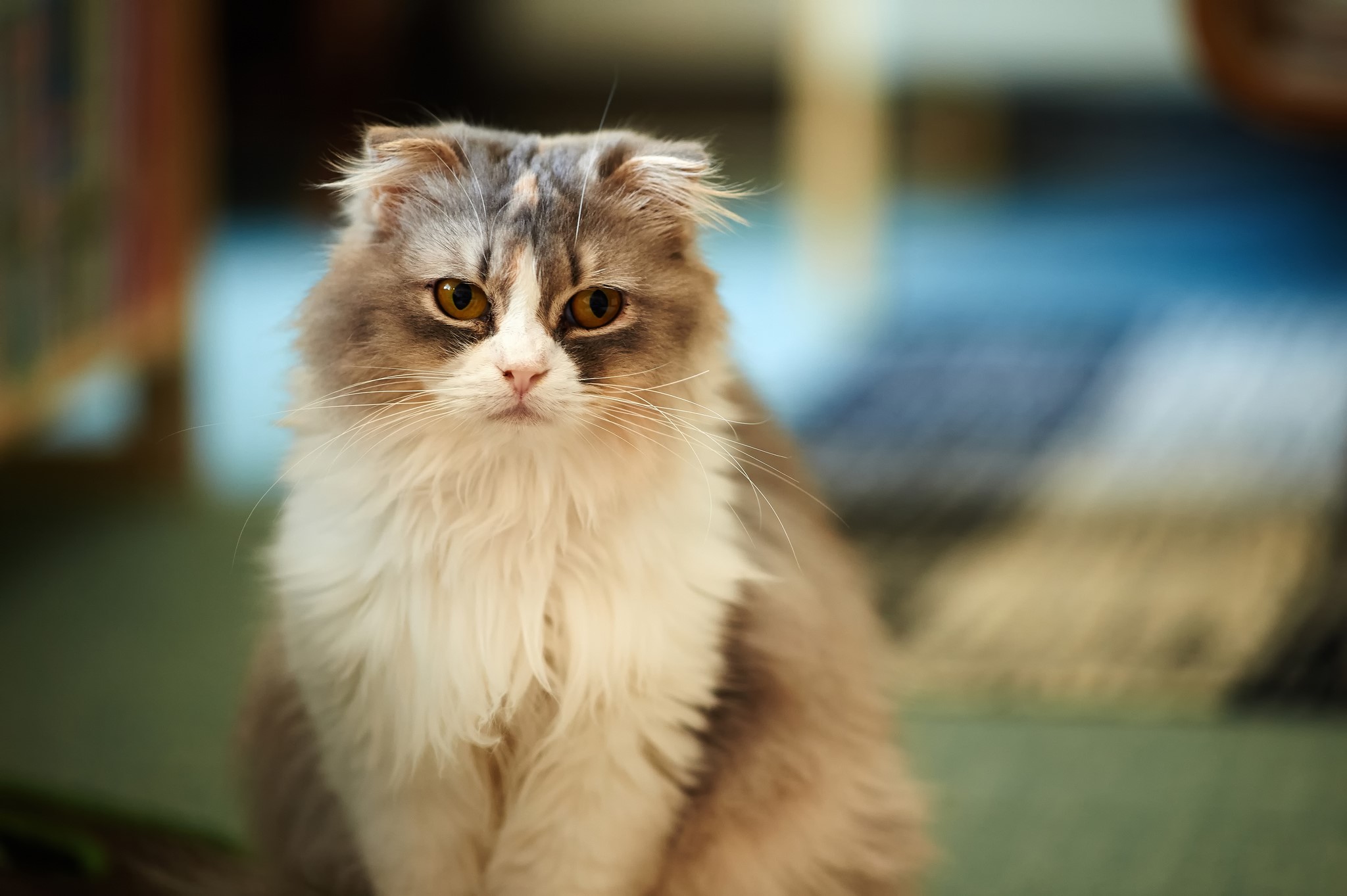 Fluffy Scottish Fold Cat with Amber Eyes HD Wallpaper