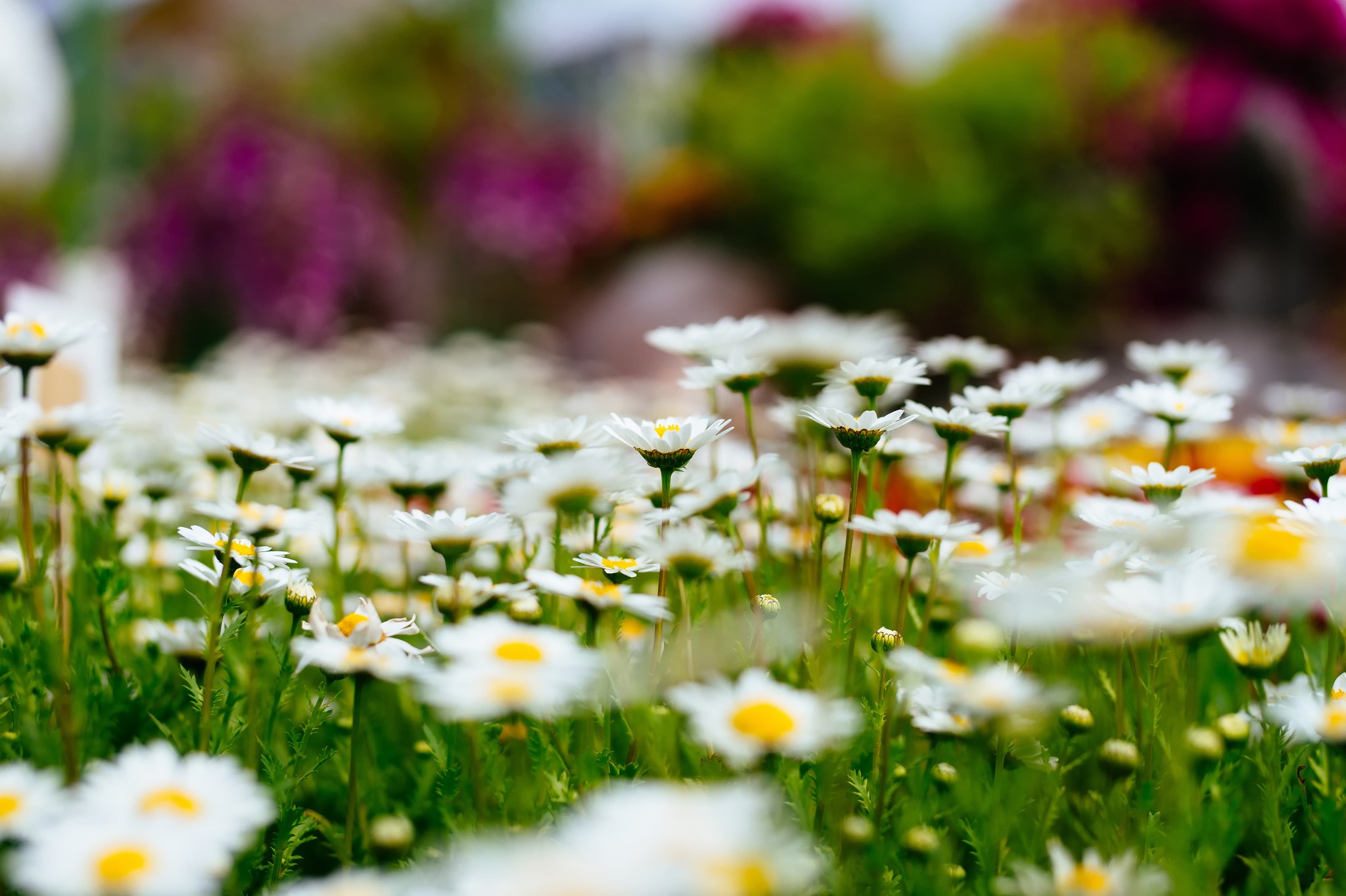 Field of white daisies with blurred colorful background HD Wallpaper