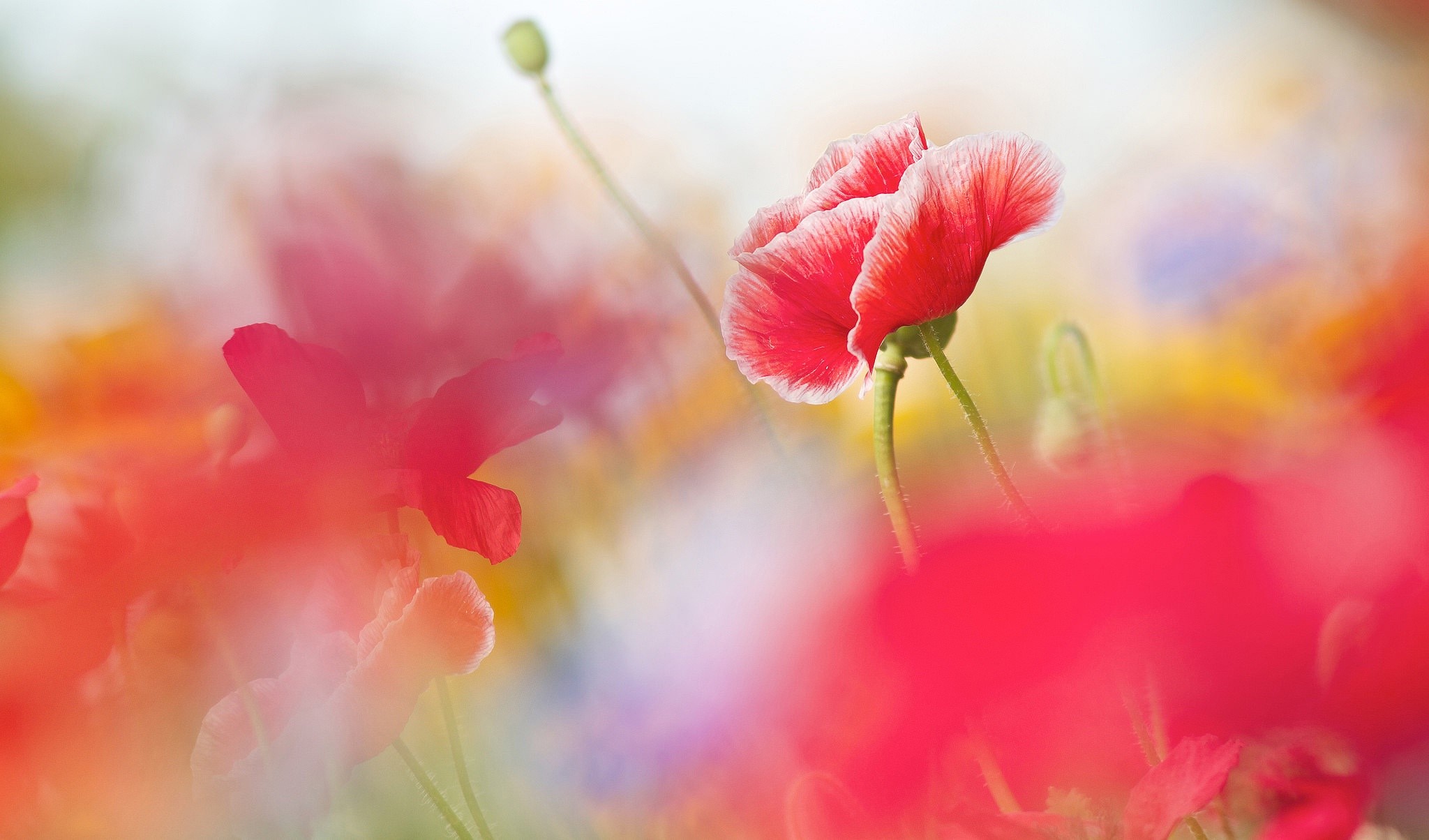 Red Poppies in a Field HD Wallpaper