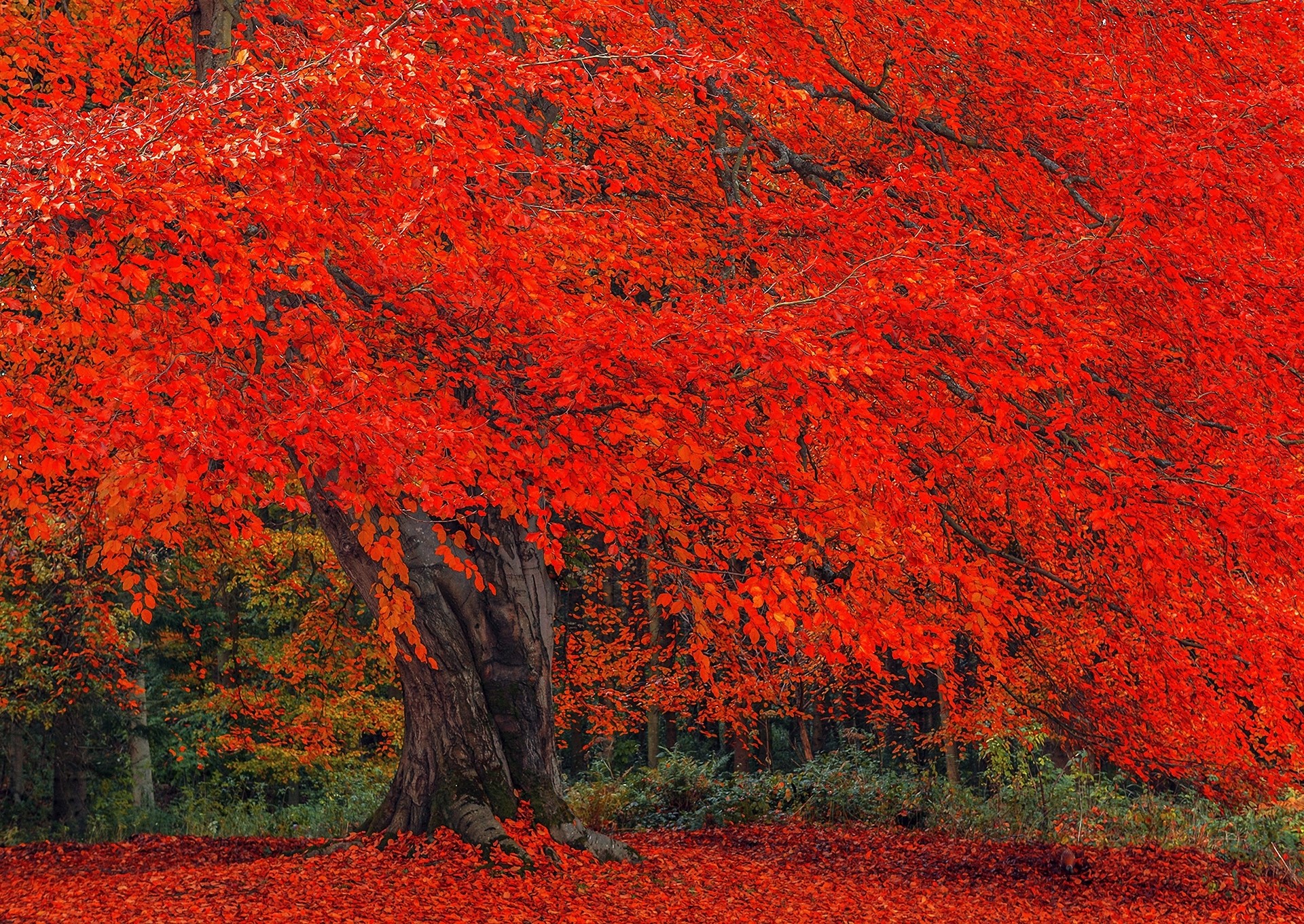A large tree with bright red autumn leaves HD Wallpaper
