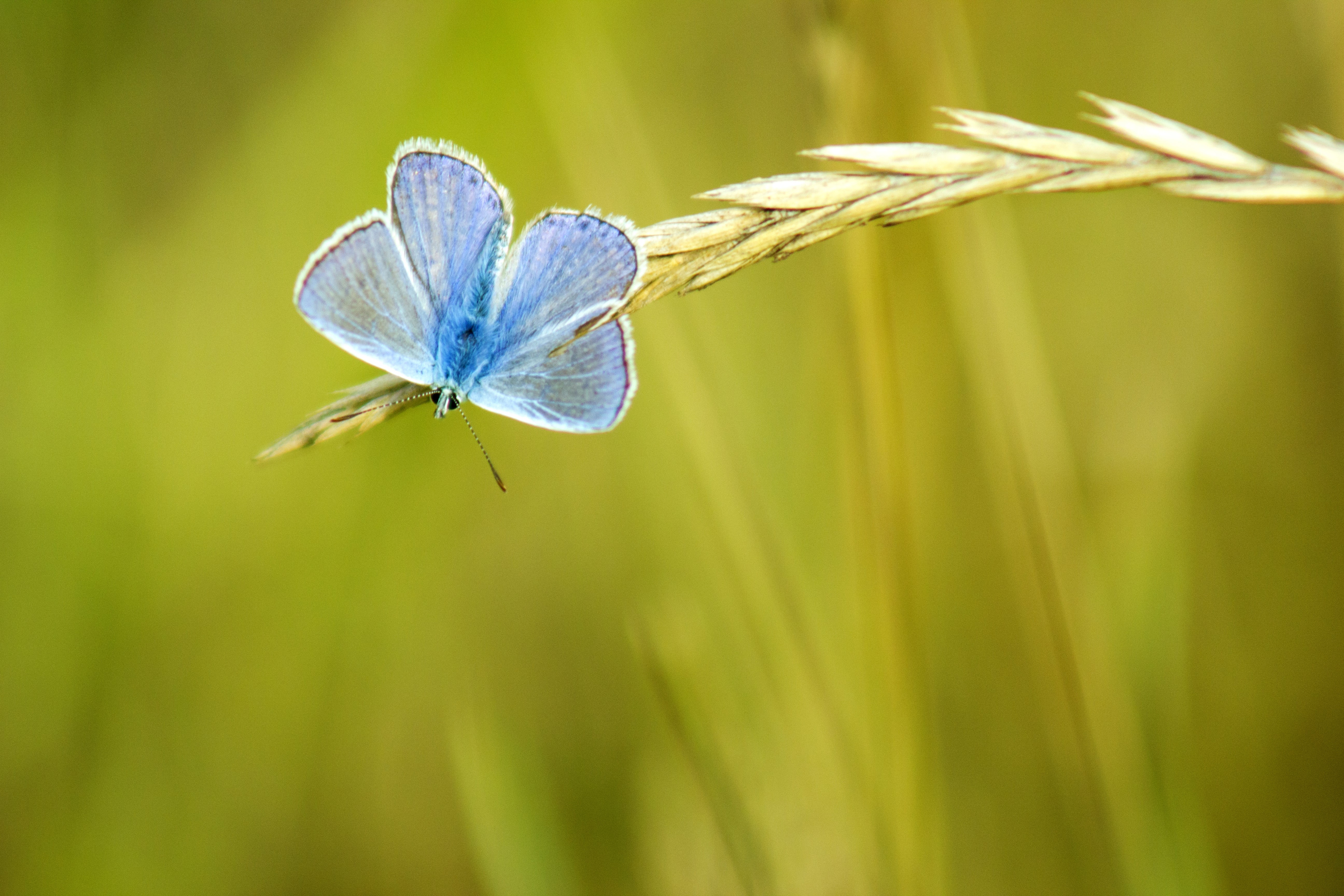 Blue butterfly on a grass ear HD Wallpaper