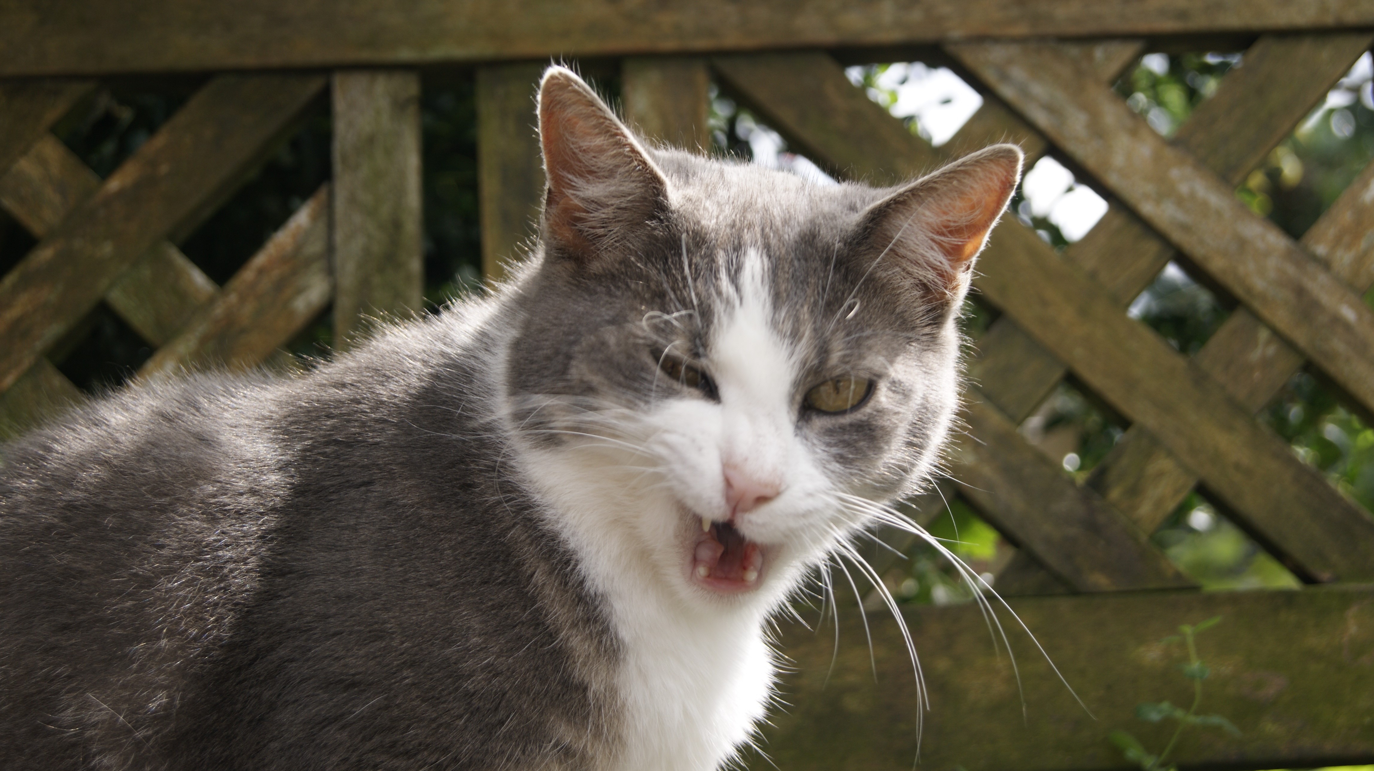 Gray and white cat with whiskers HD Wallpaper