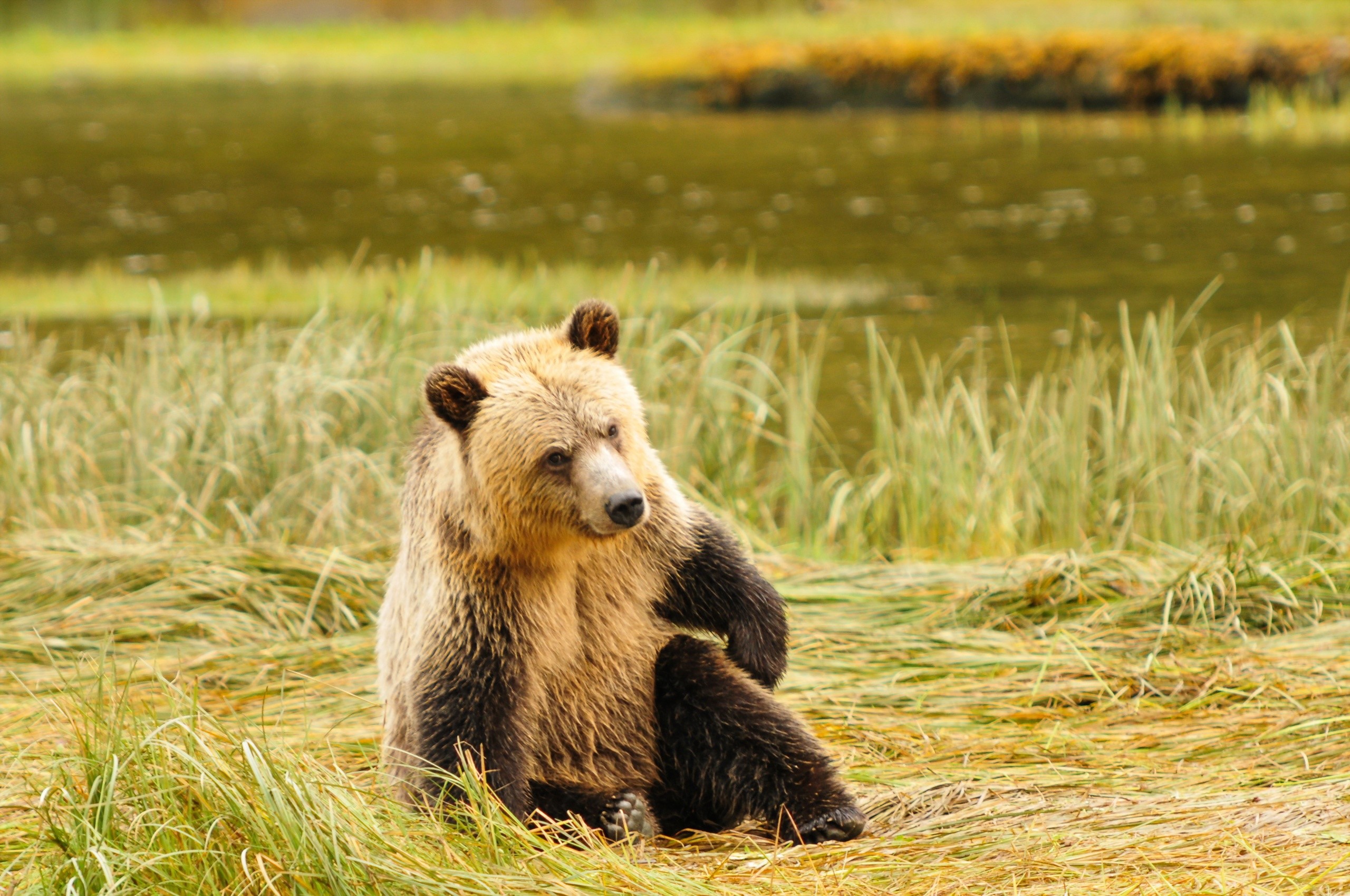 Brown Bear Sitting in Grass Near Water HD Wallpaper