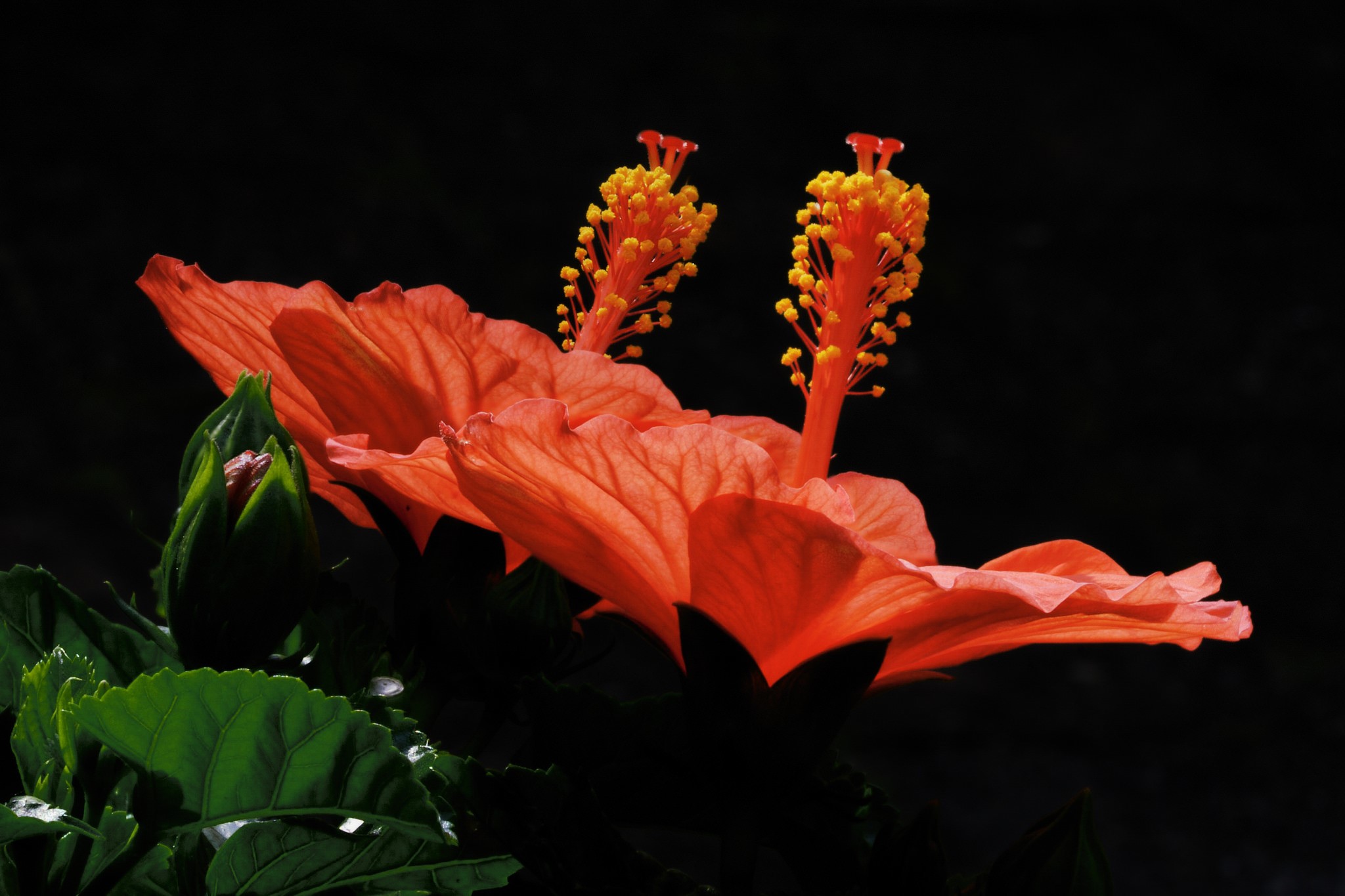 Two orange hibiscus flowers and a bud HD Wallpaper
