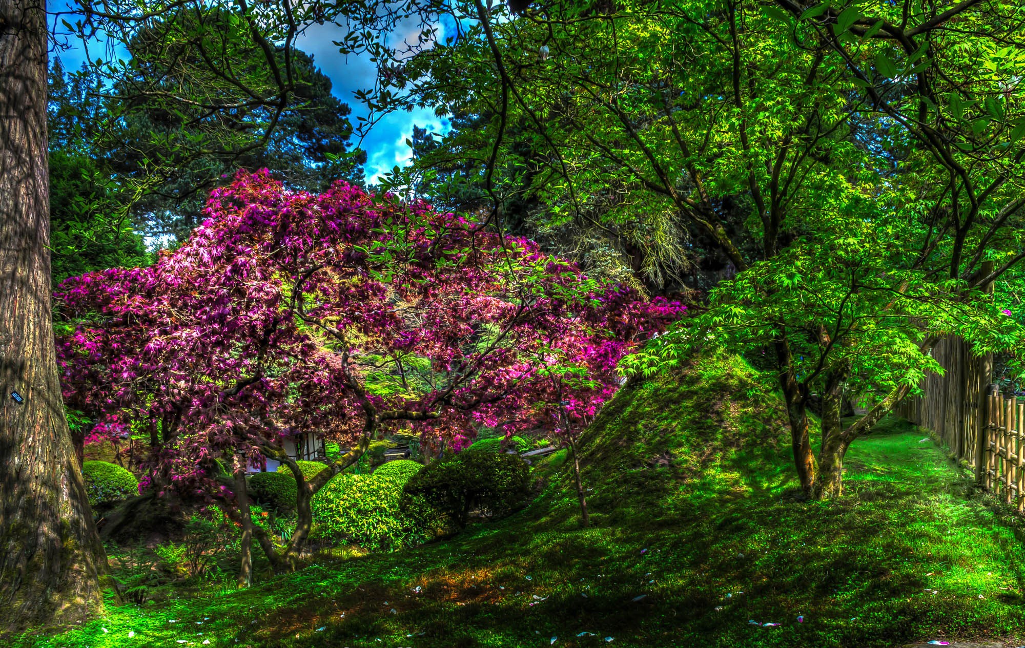 Japanese Garden with Pink and Green Trees HD Wallpaper