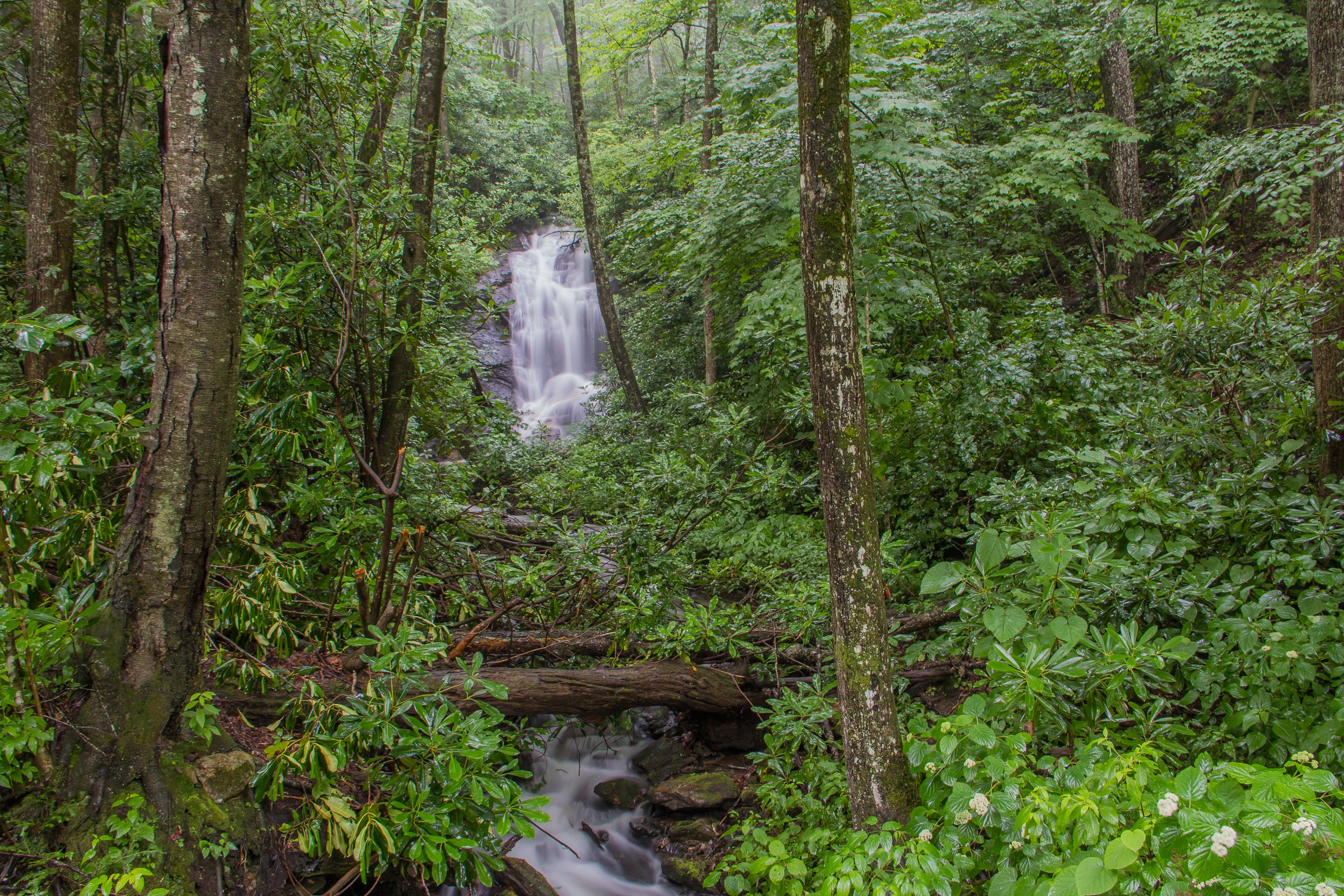 Waterfall flowing through a dense green forest with trees and a stream HD Wallpaper