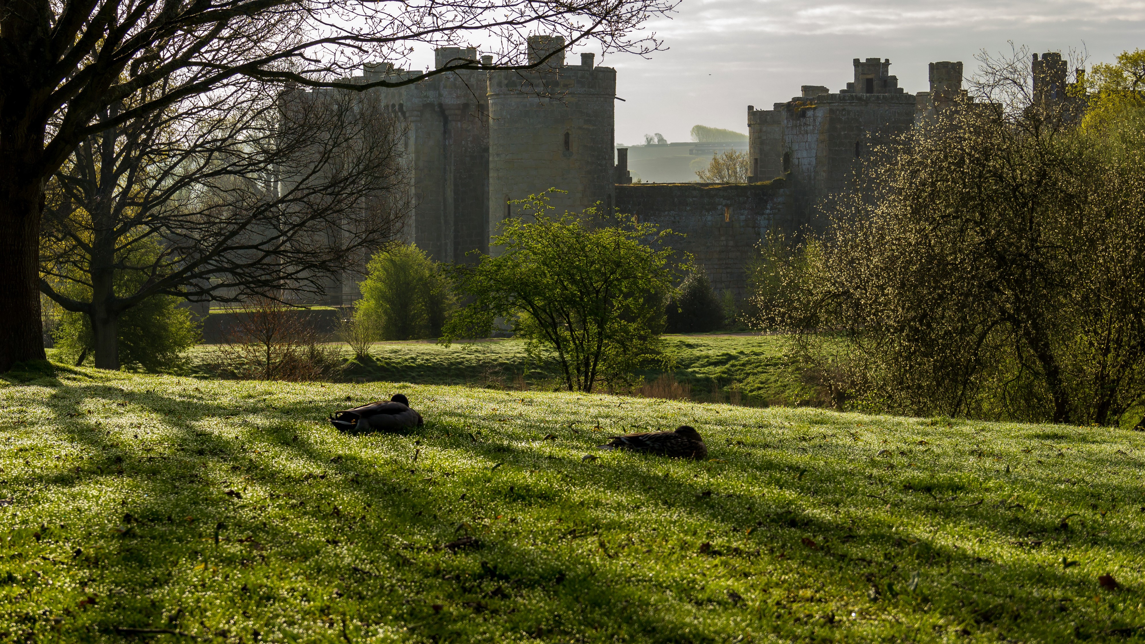 4K Bodiam Castle England with Ducks on Grass HD Wallpaper