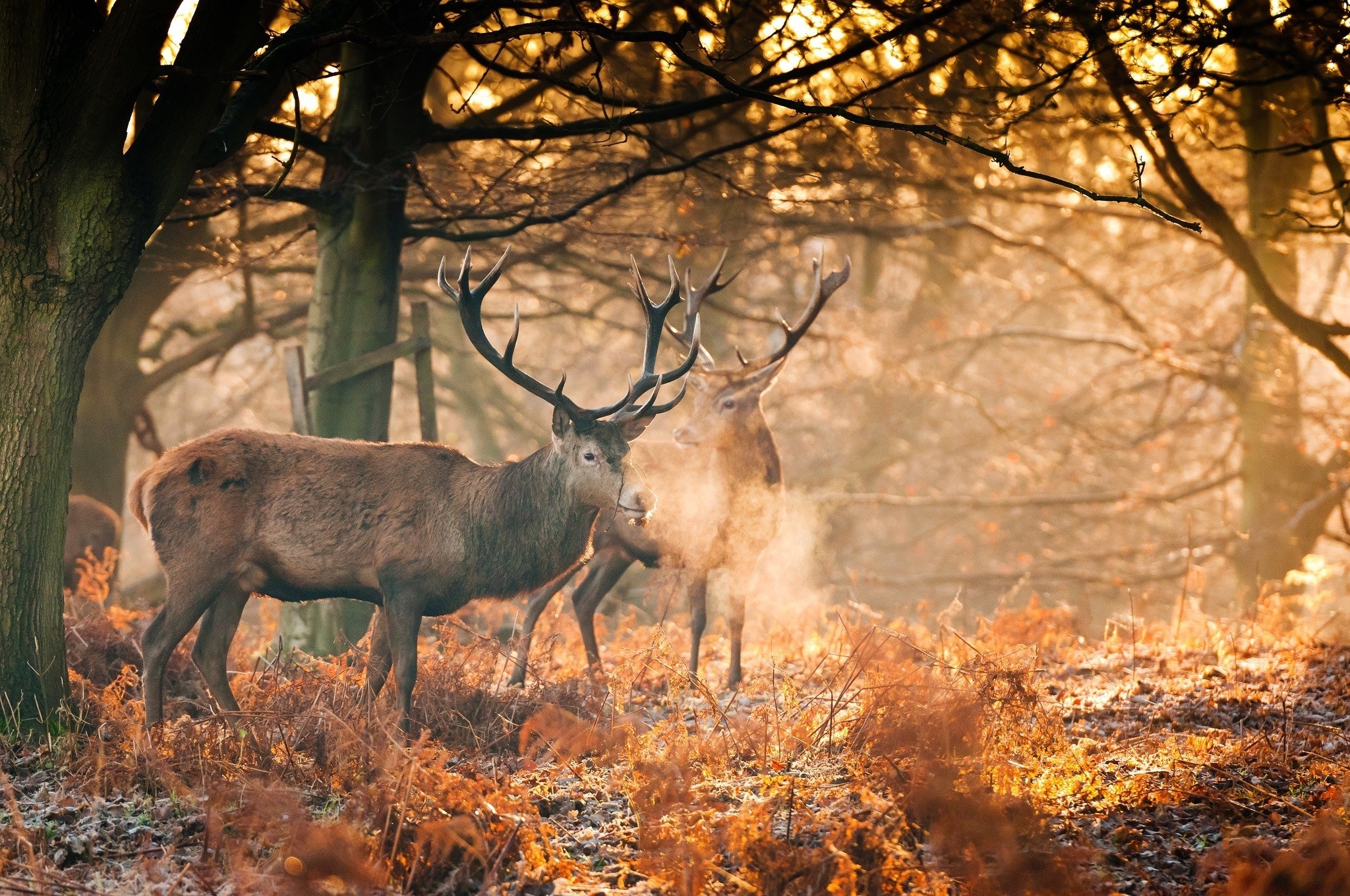 Two deer with antlers in a sunlit autumn forest HD Wallpaper