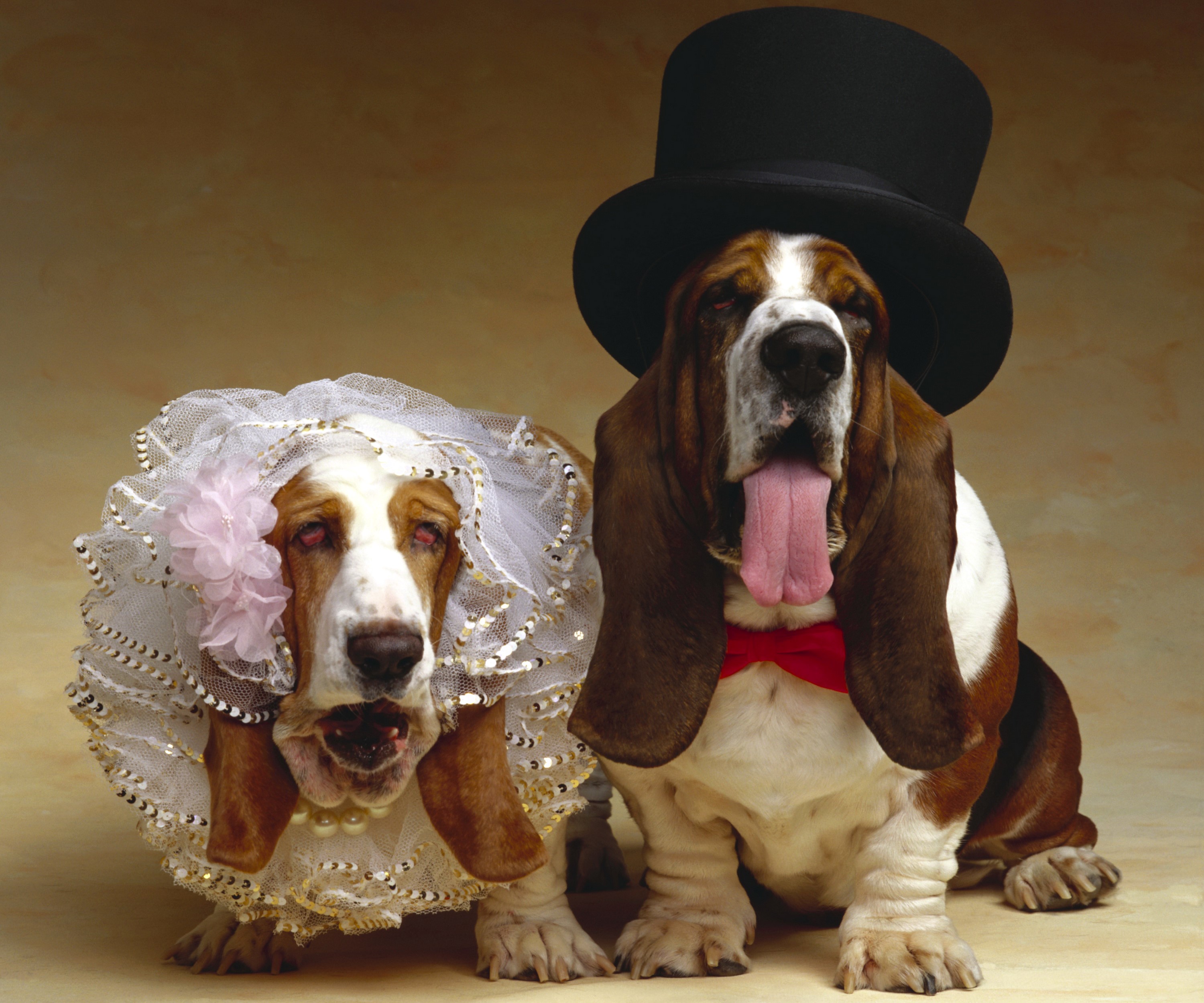 Two Basset Hounds dressed for a wedding HD Wallpaper