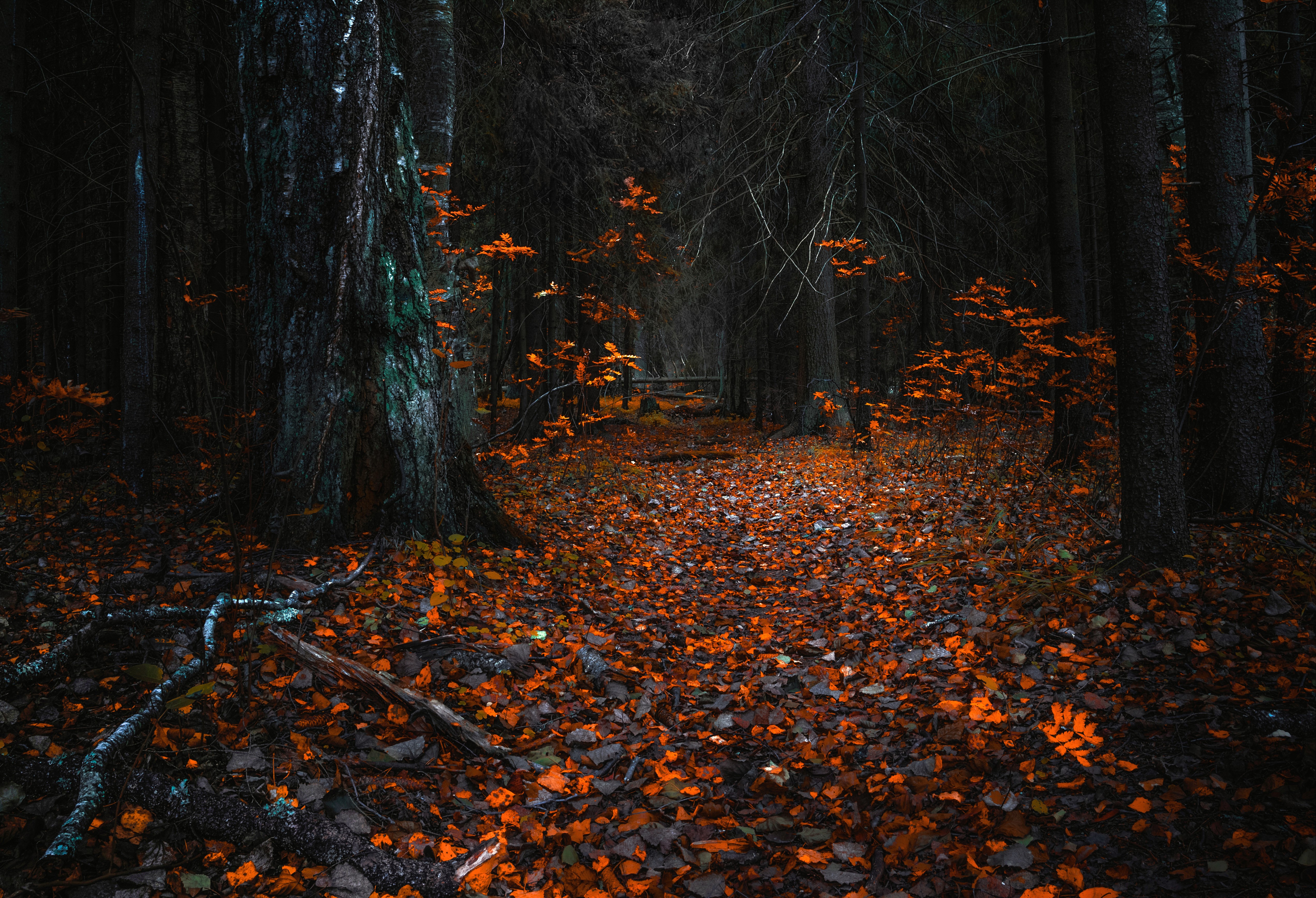 Autumn forest path covered in orange leaves HD Wallpaper