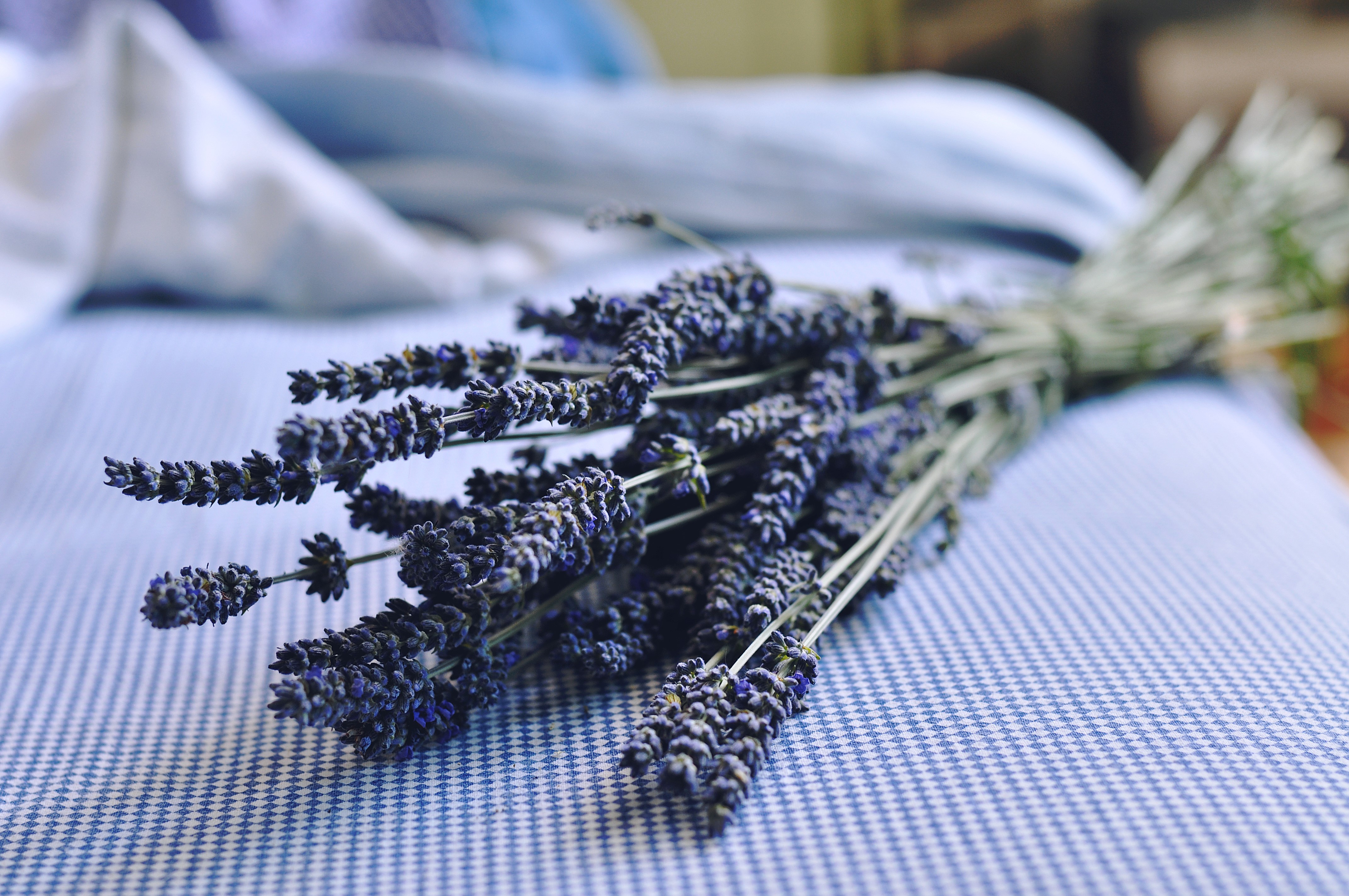 Dried lavender bouquet on blue and white checkered fabric HD Wallpaper