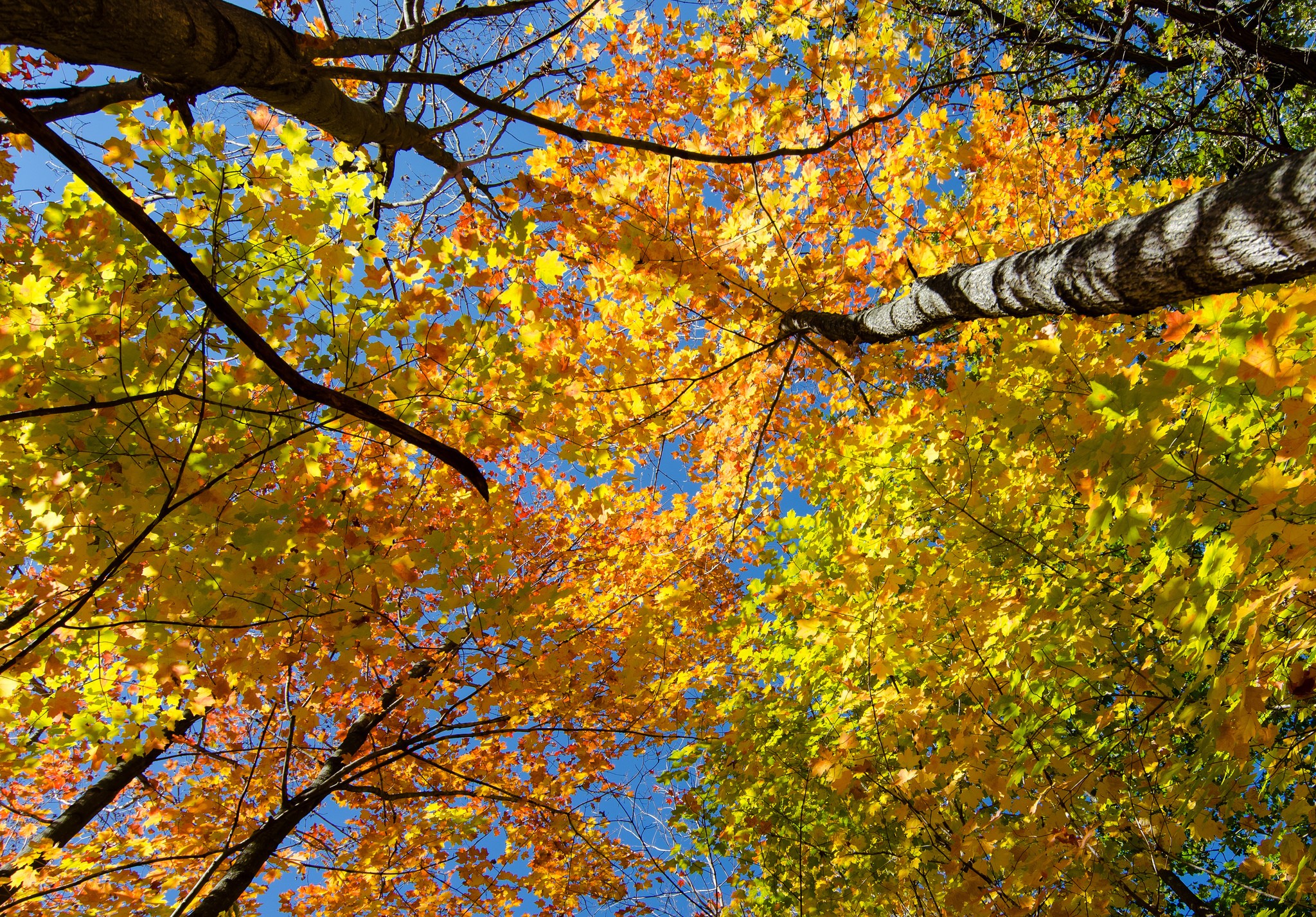 Autumn trees with colorful foliage against a blue sky HD Wallpaper