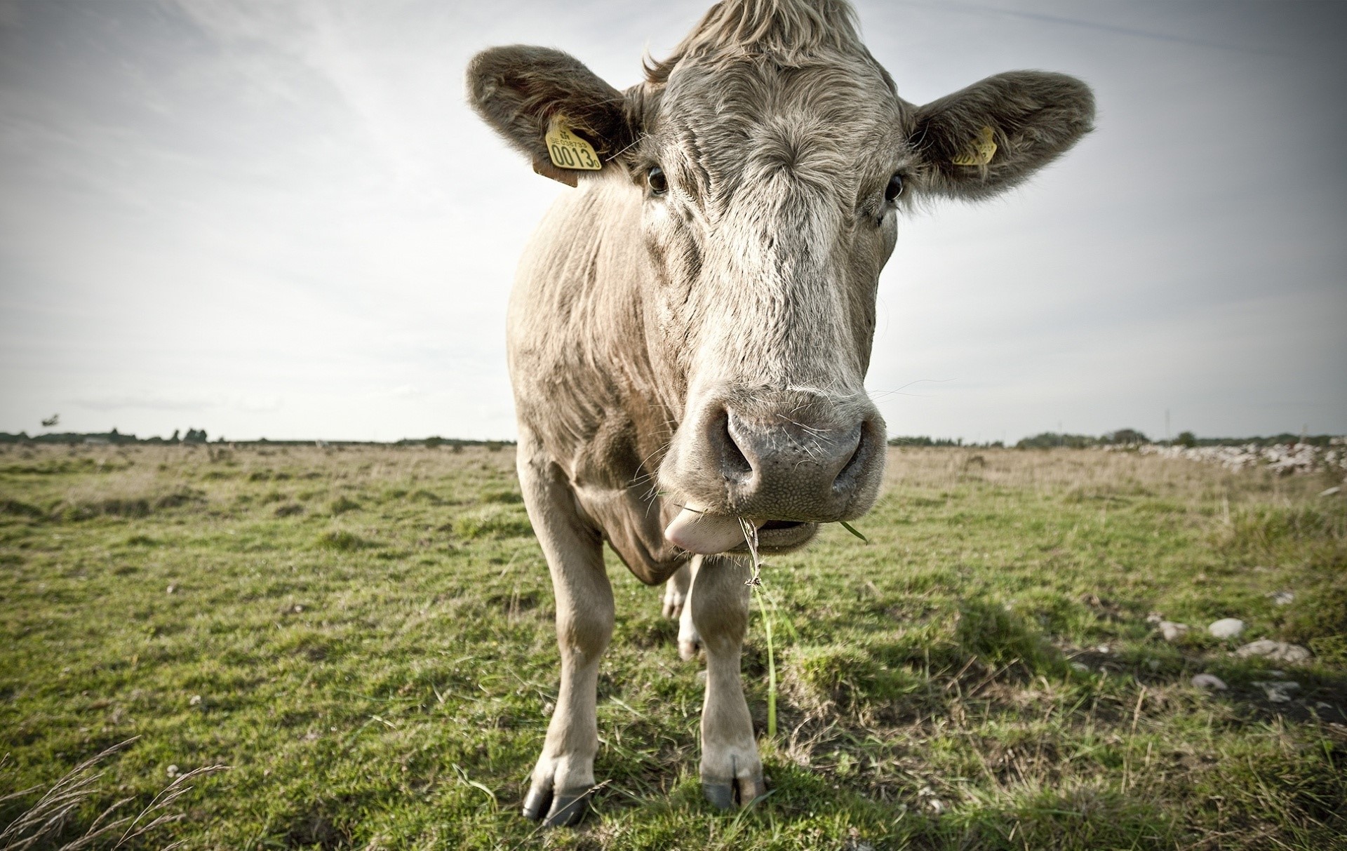 Cow in a field HD Wallpaper