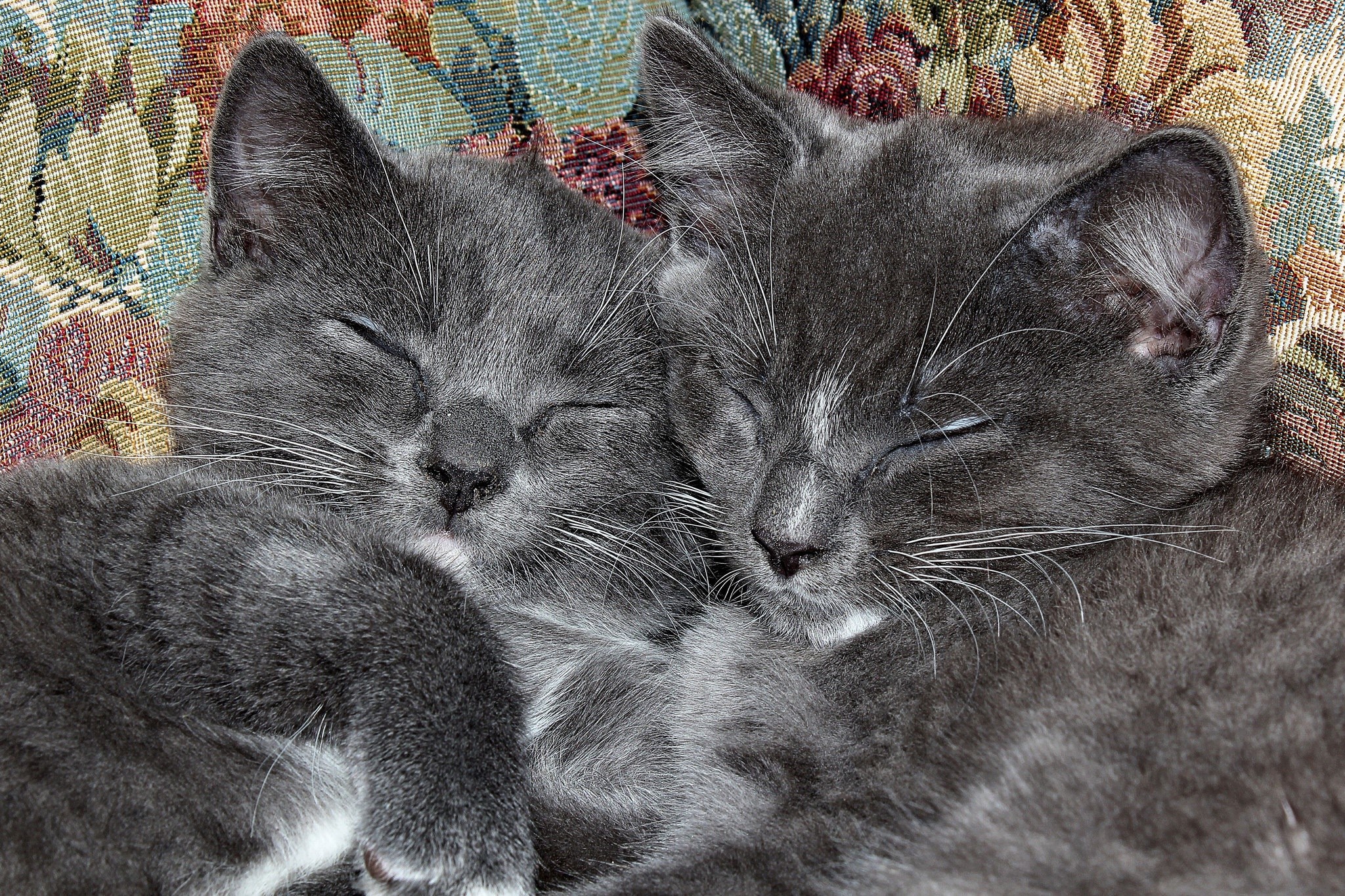 Two grey kittens sleeping on a floral couch HD Wallpaper
