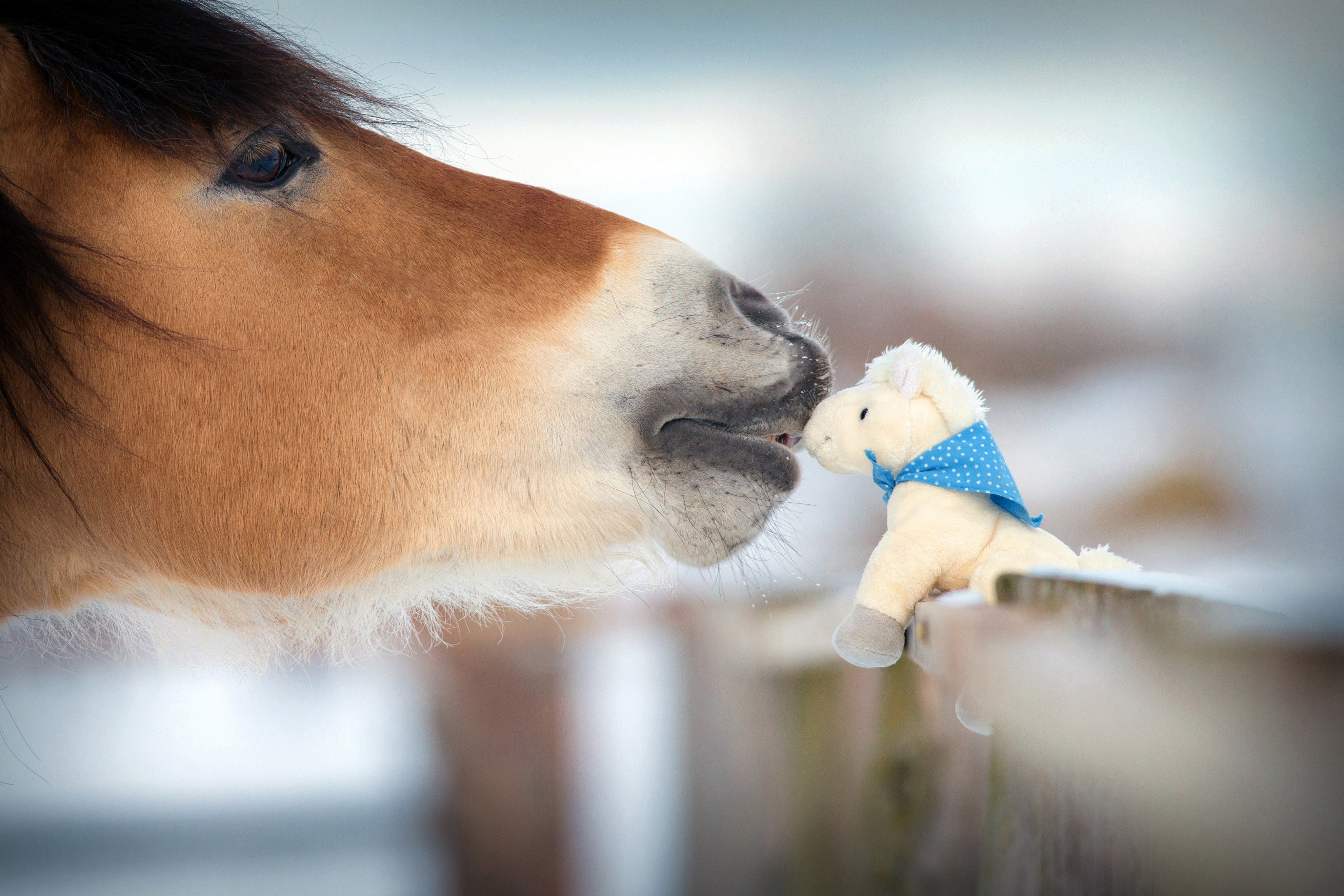 Horse and Toy Horse in Snow HD Wallpaper