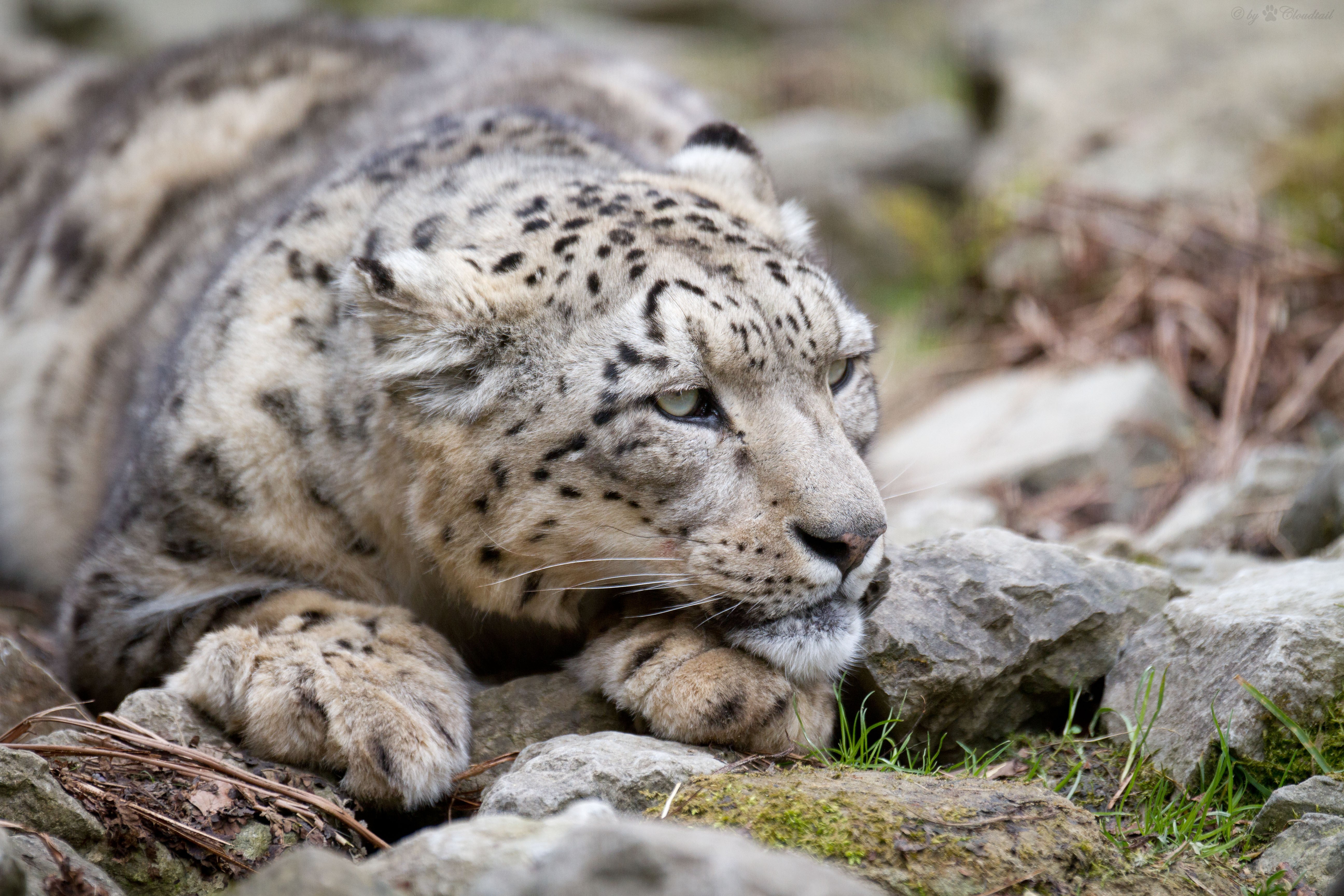 Snow leopard resting on rocks HD Wallpaper