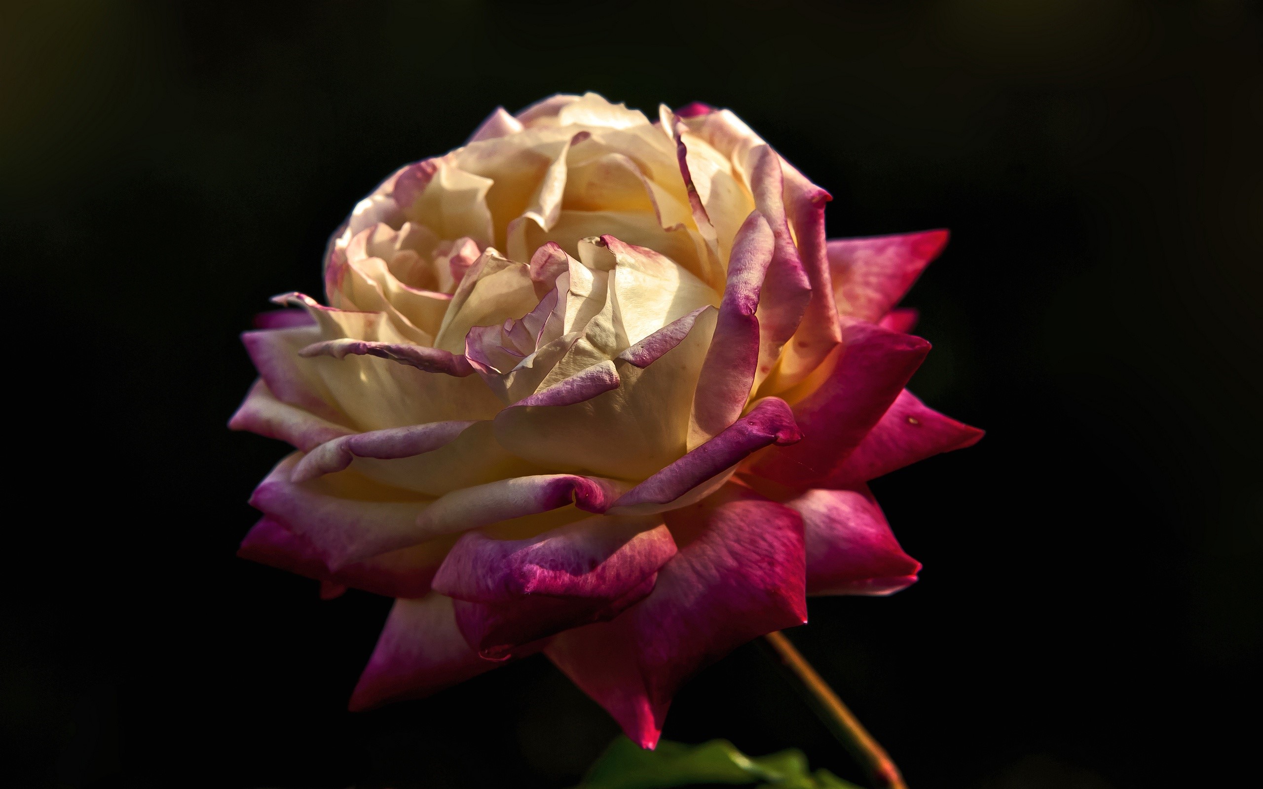 Bicolor rose with pink edges HD Wallpaper
