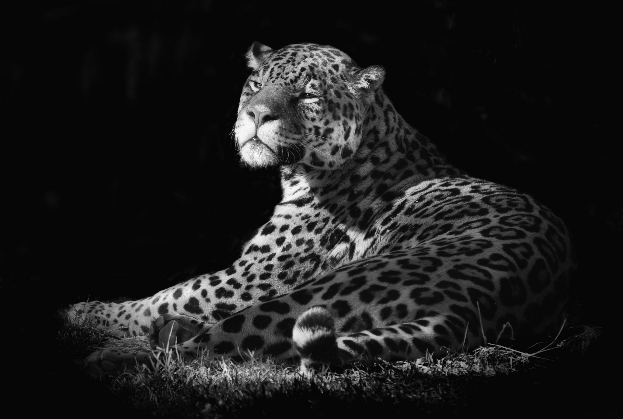 Black and white portrait of a jaguar lying down HD Wallpaper