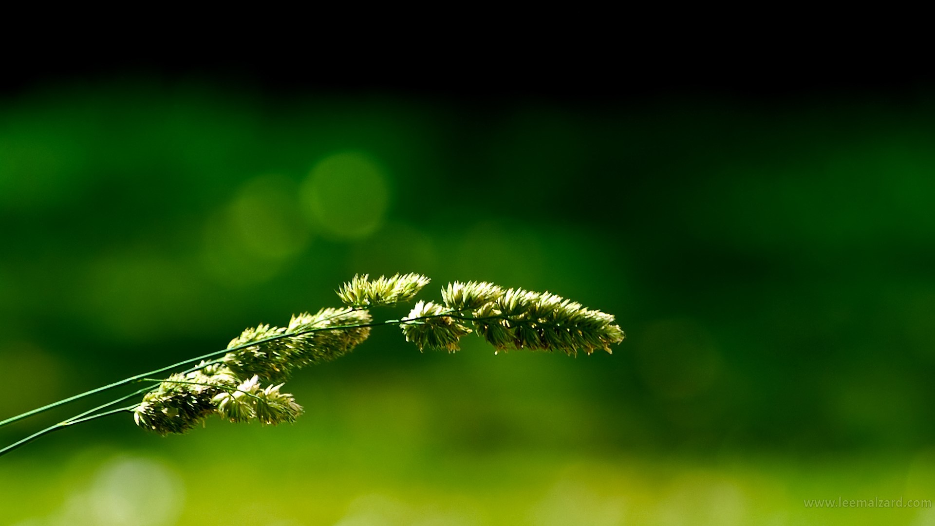 Close-up of a grass ear with green bokeh background HD Wallpaper